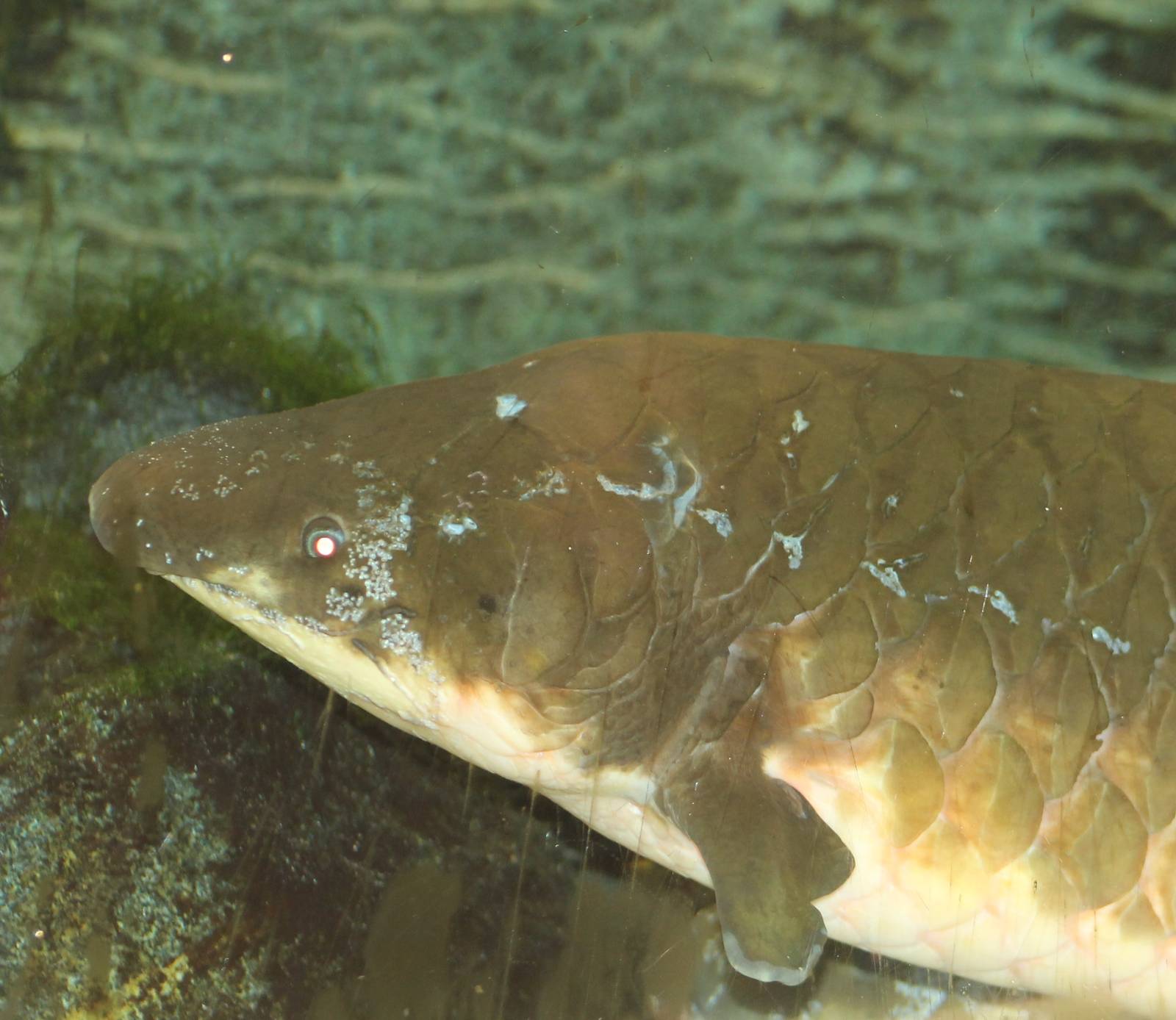 Australian lungfish