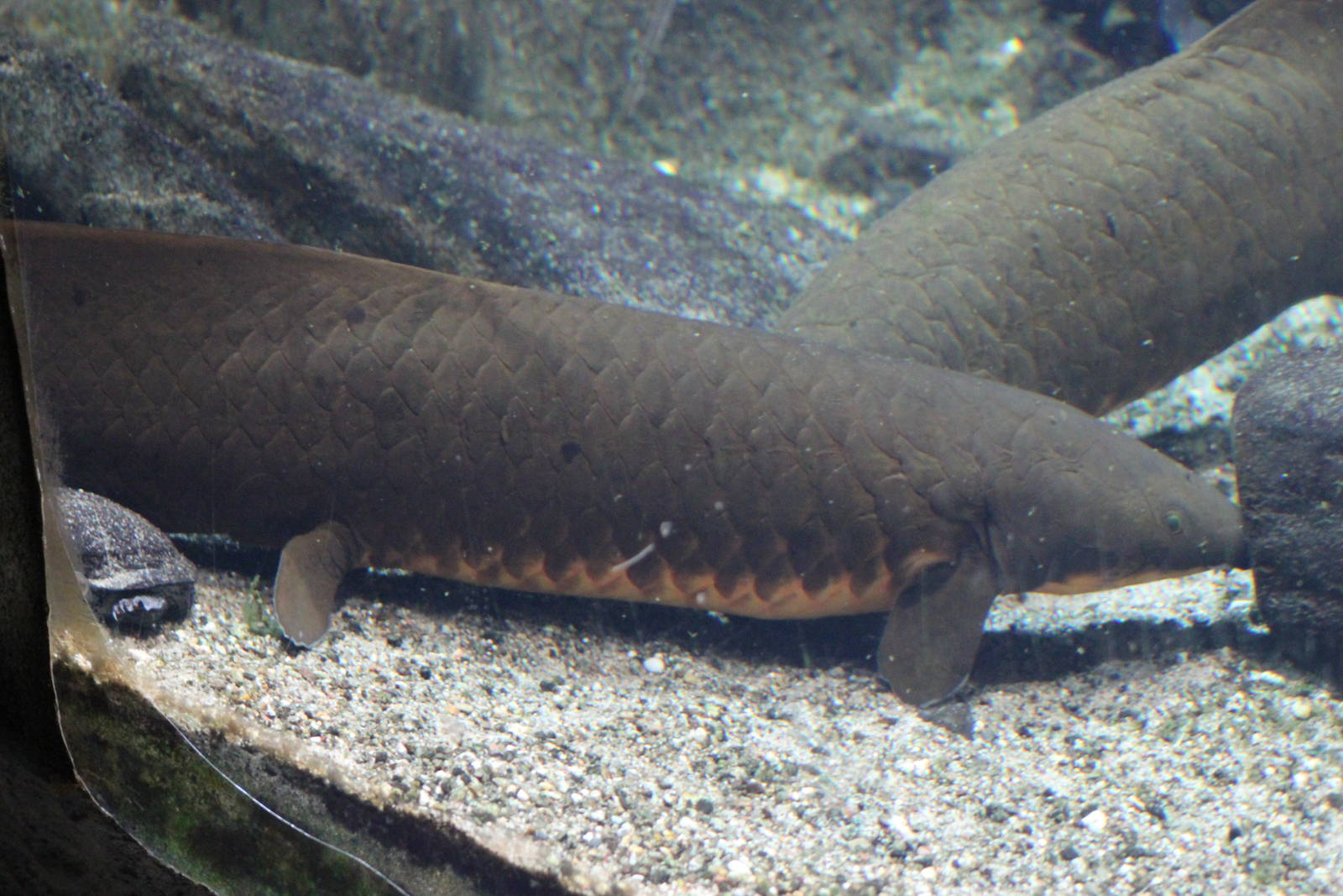 Australian lungfish