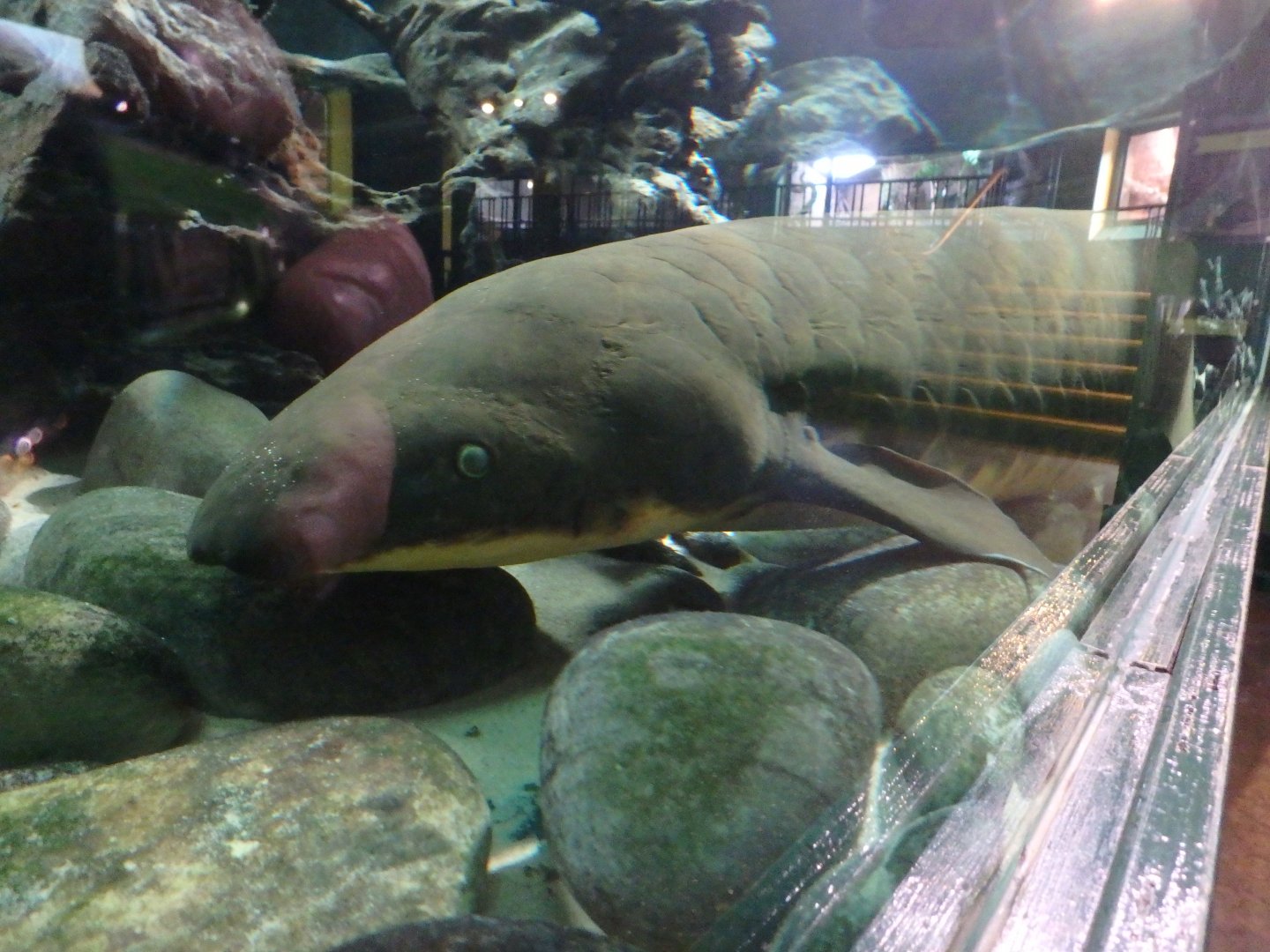 Australian lungfish