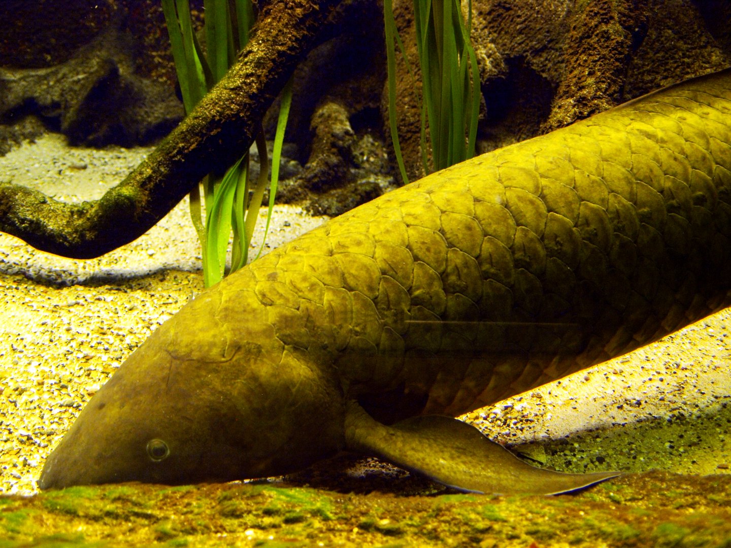 Australian lungfish