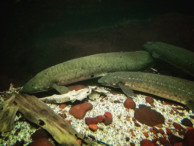 Australian Lungfish