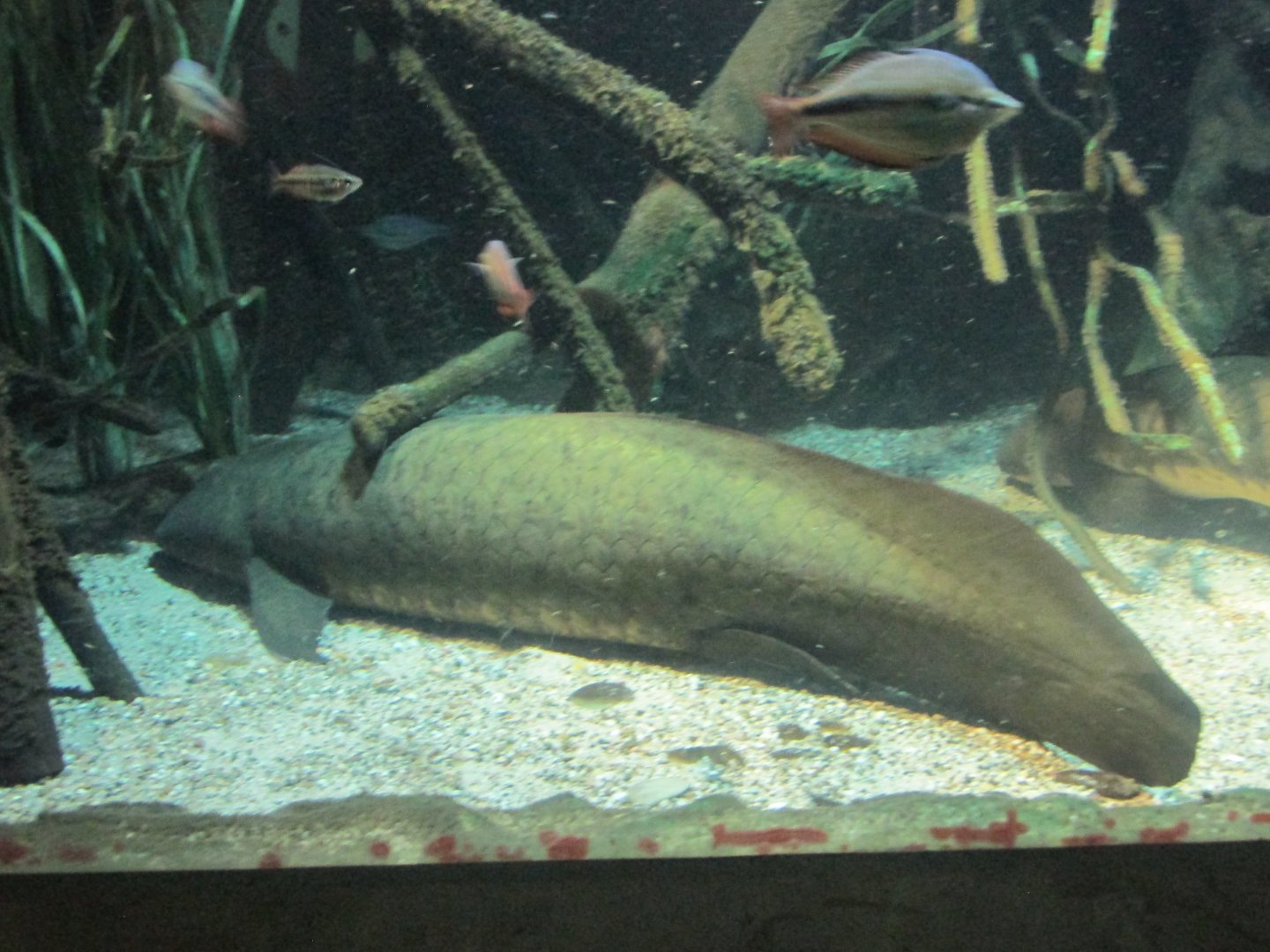australian lungfish