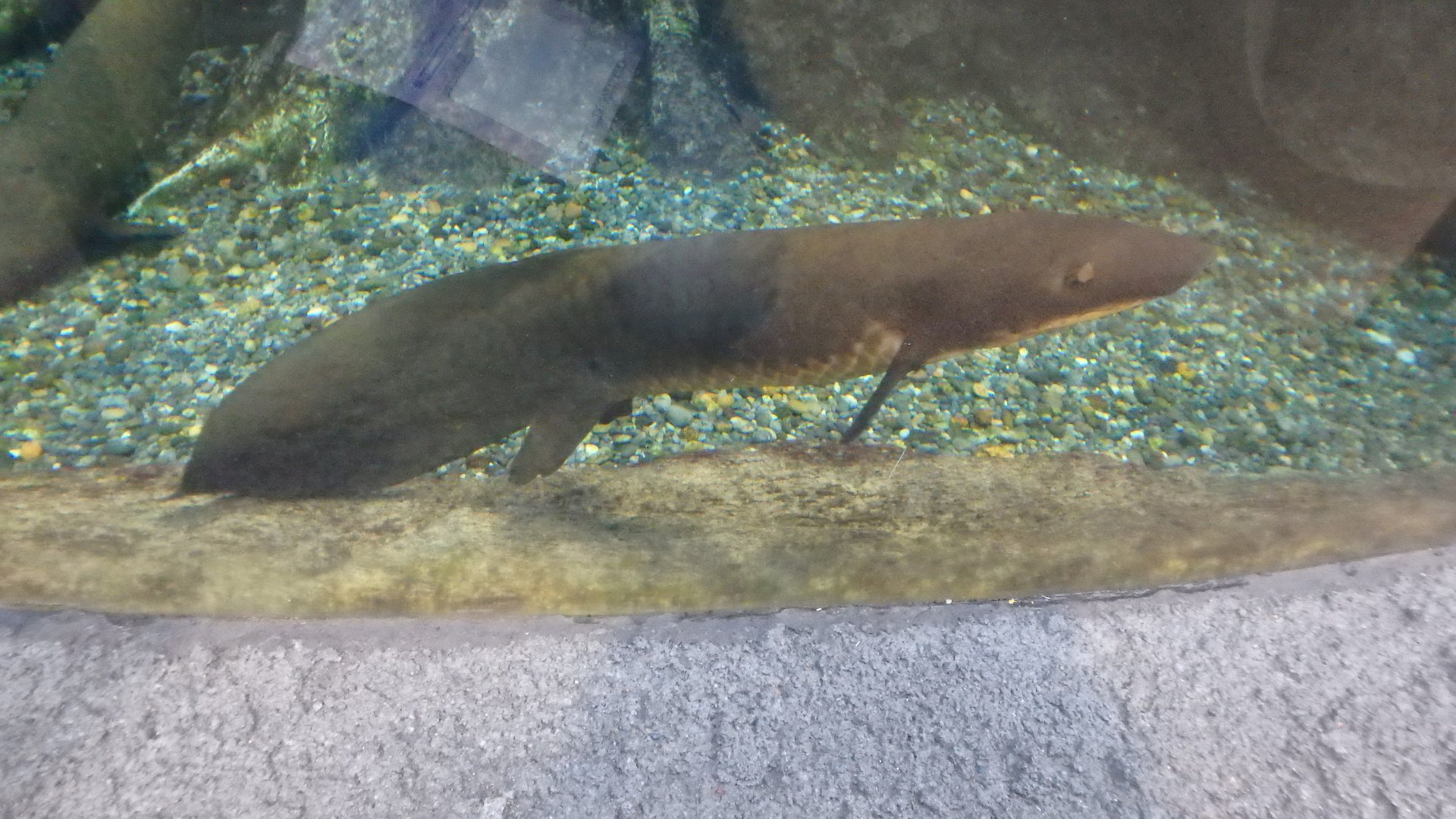 Australian Lungfish