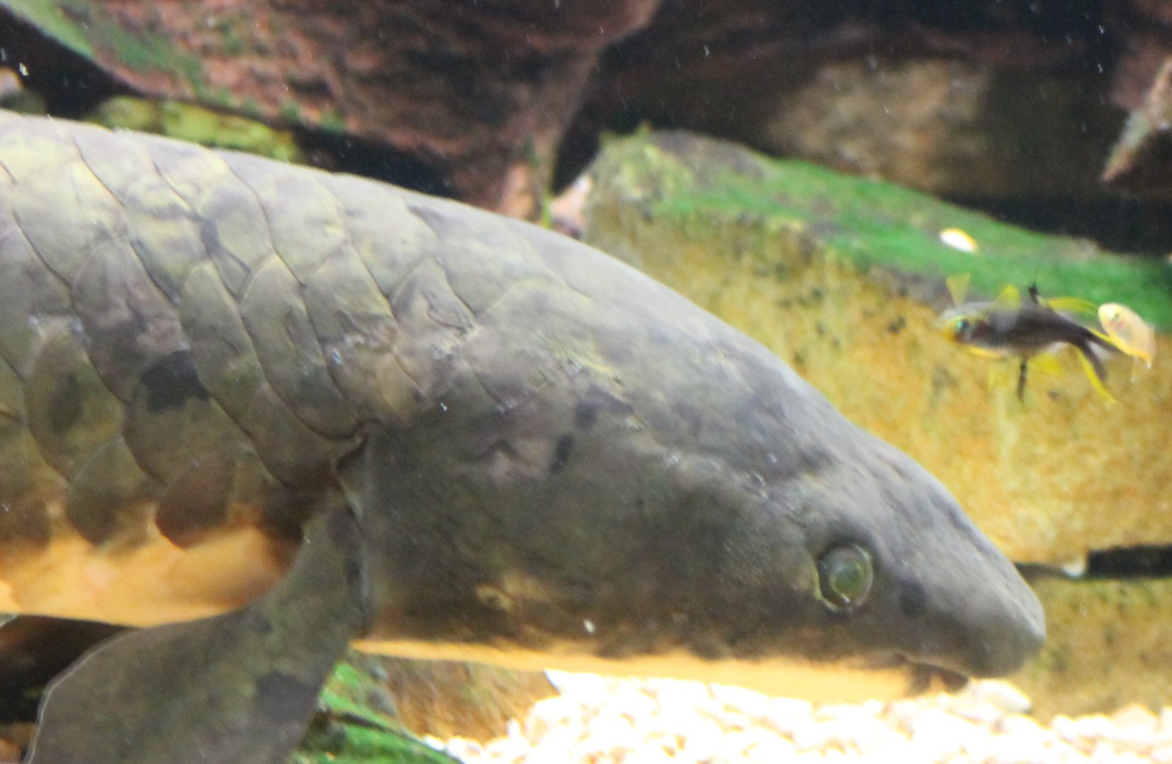 Australian lungfish