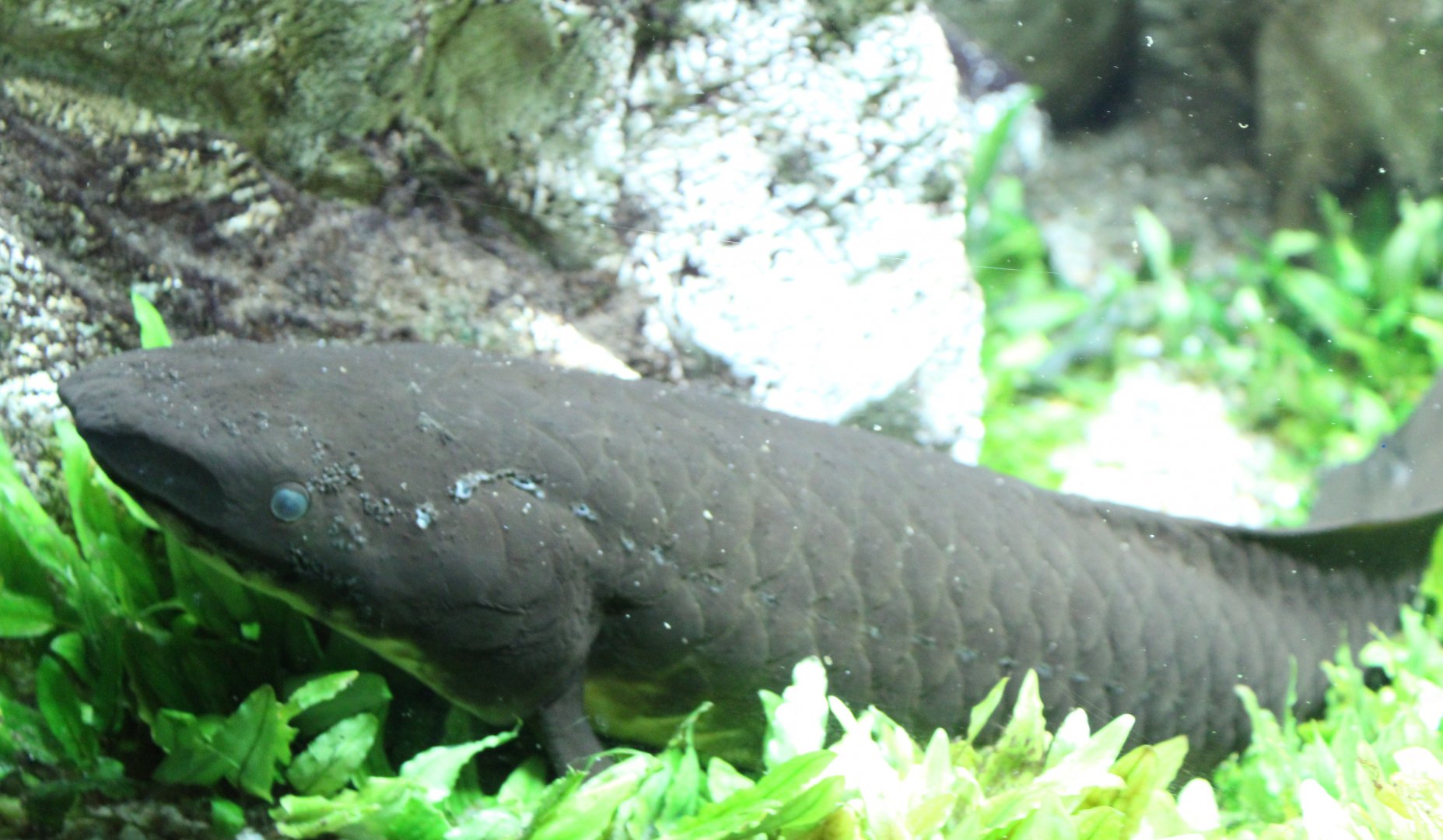 Australian lungfish