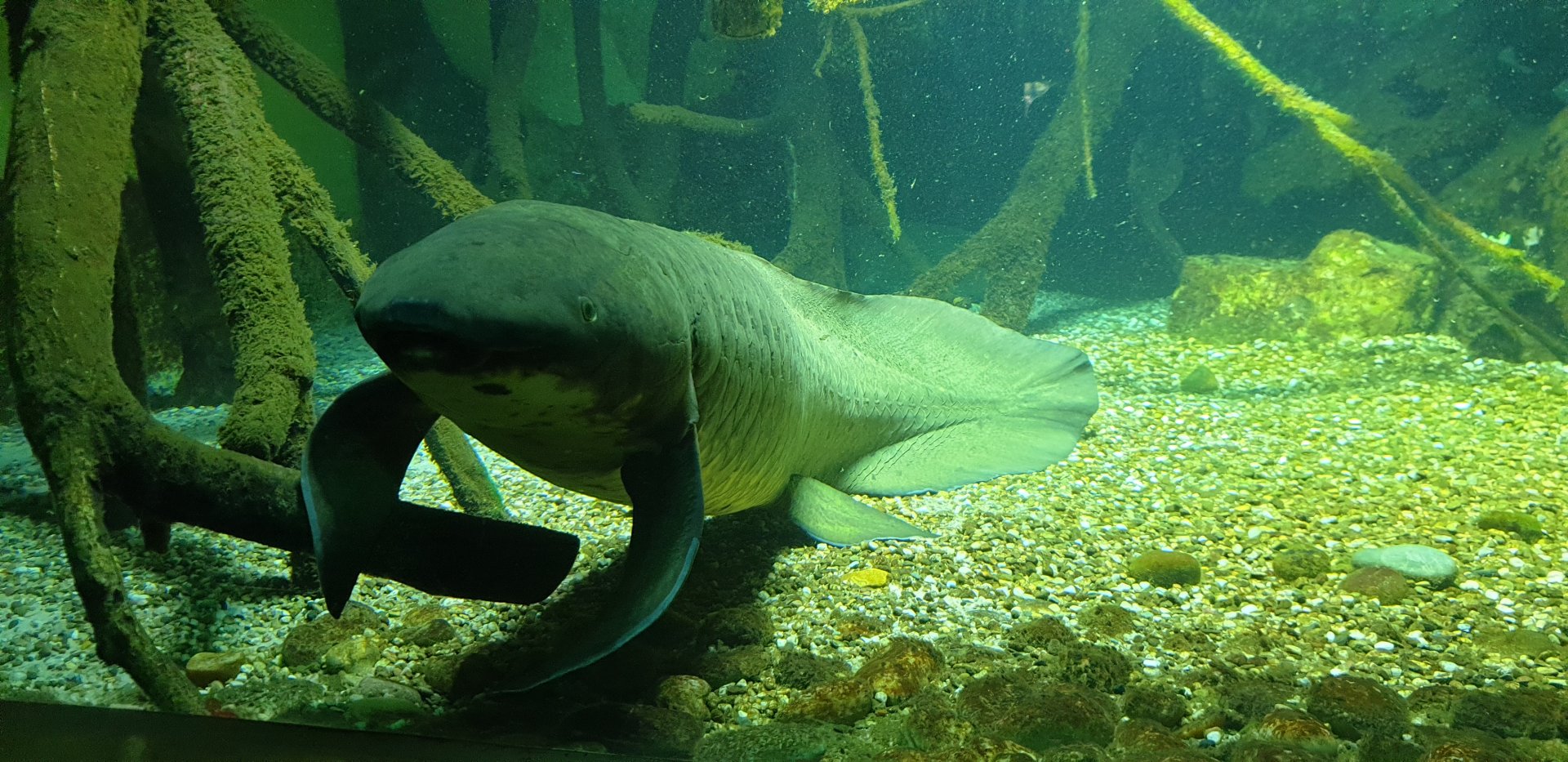 Australian Lungfish