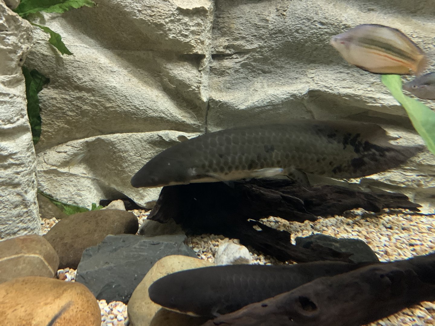 Australian Lungfish