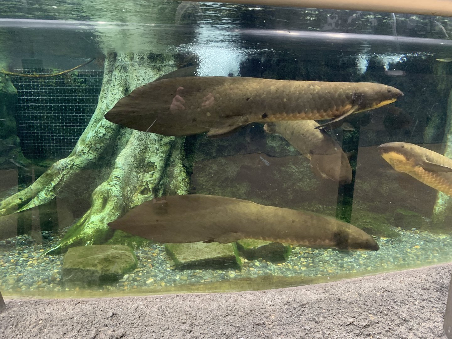 Australian Lungfish