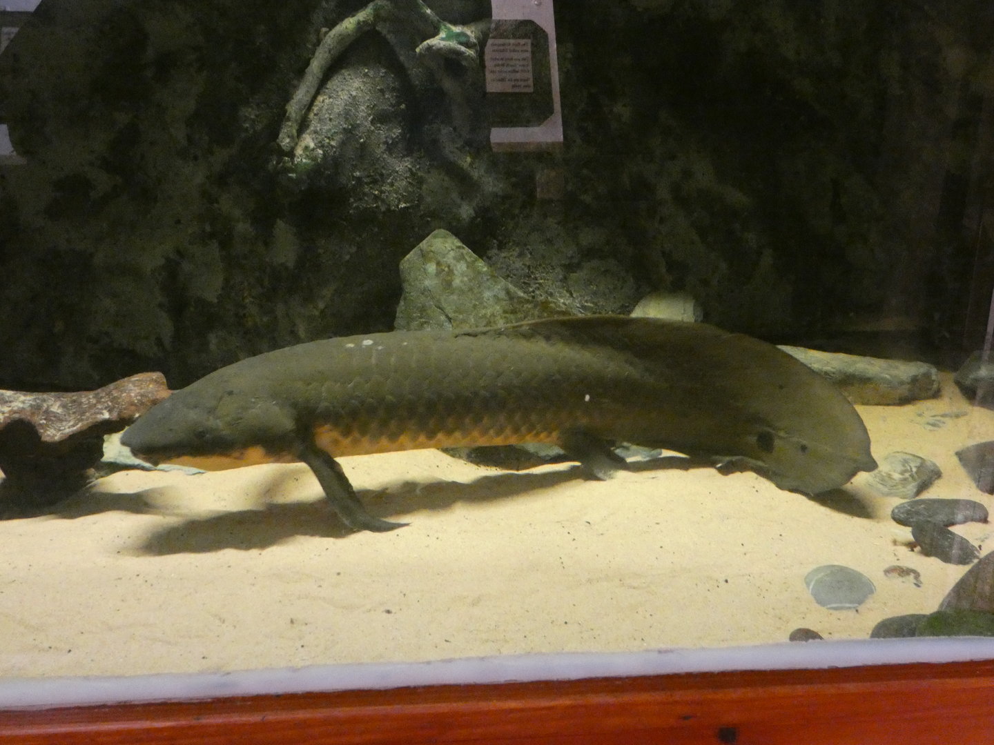 Australian lungfish