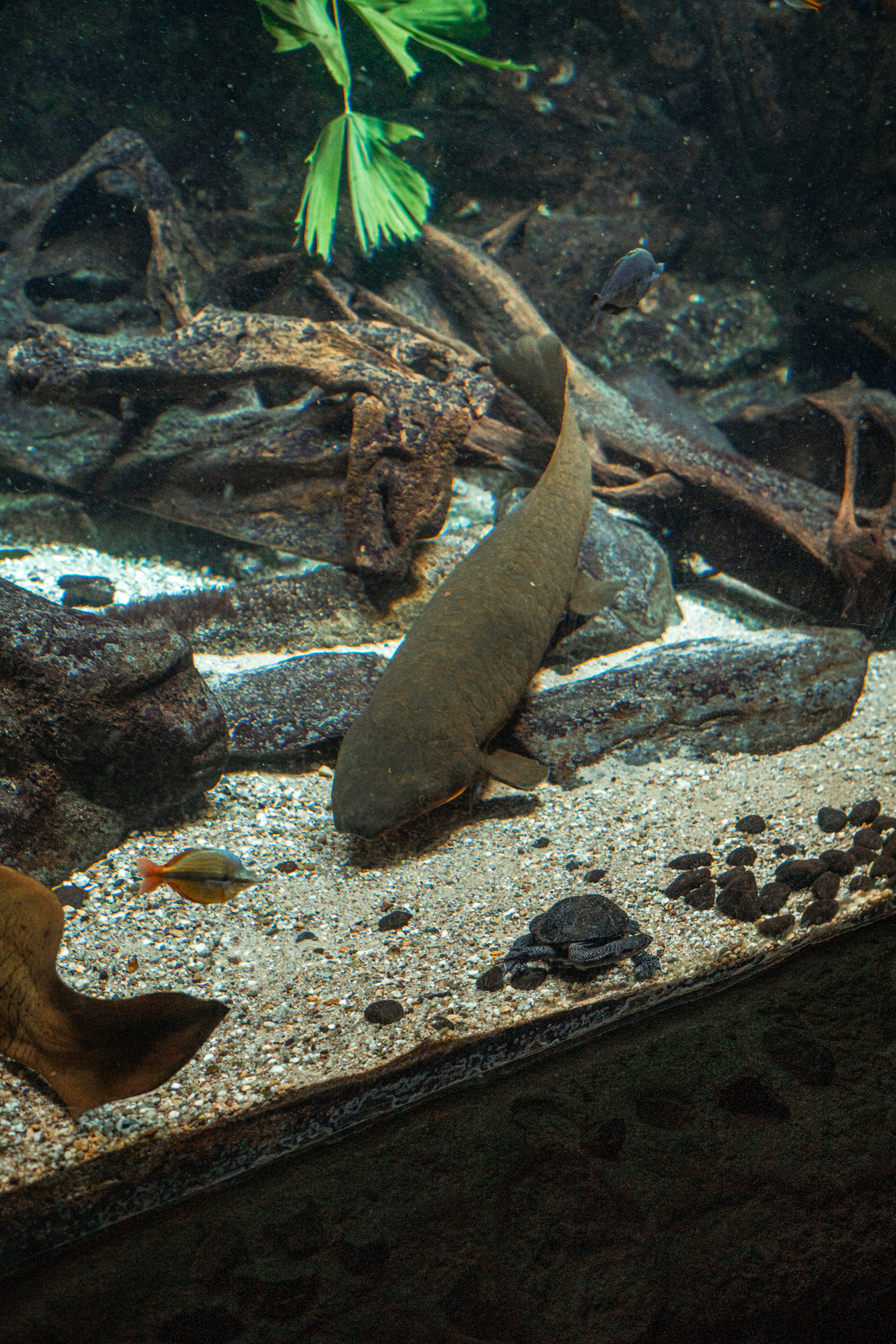 Australian Lungfish