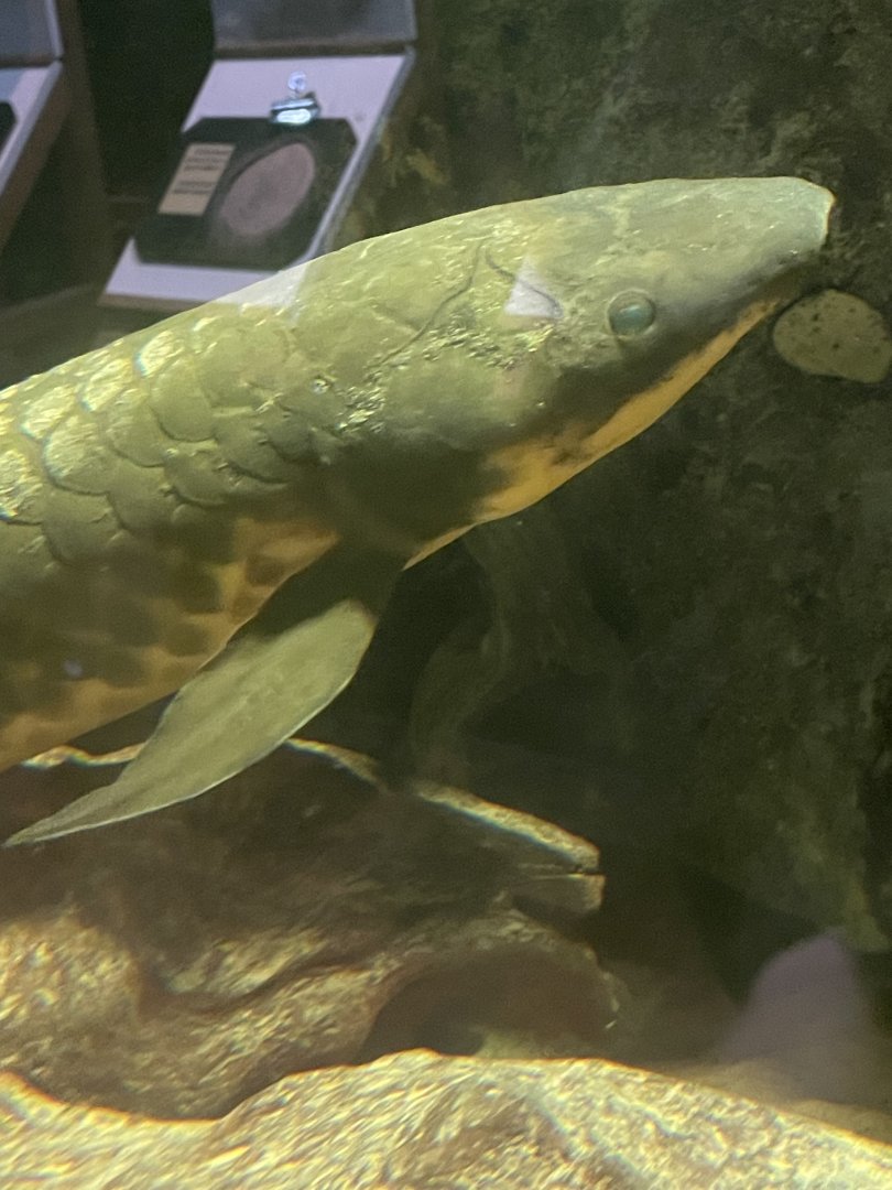 Australian Lungfish