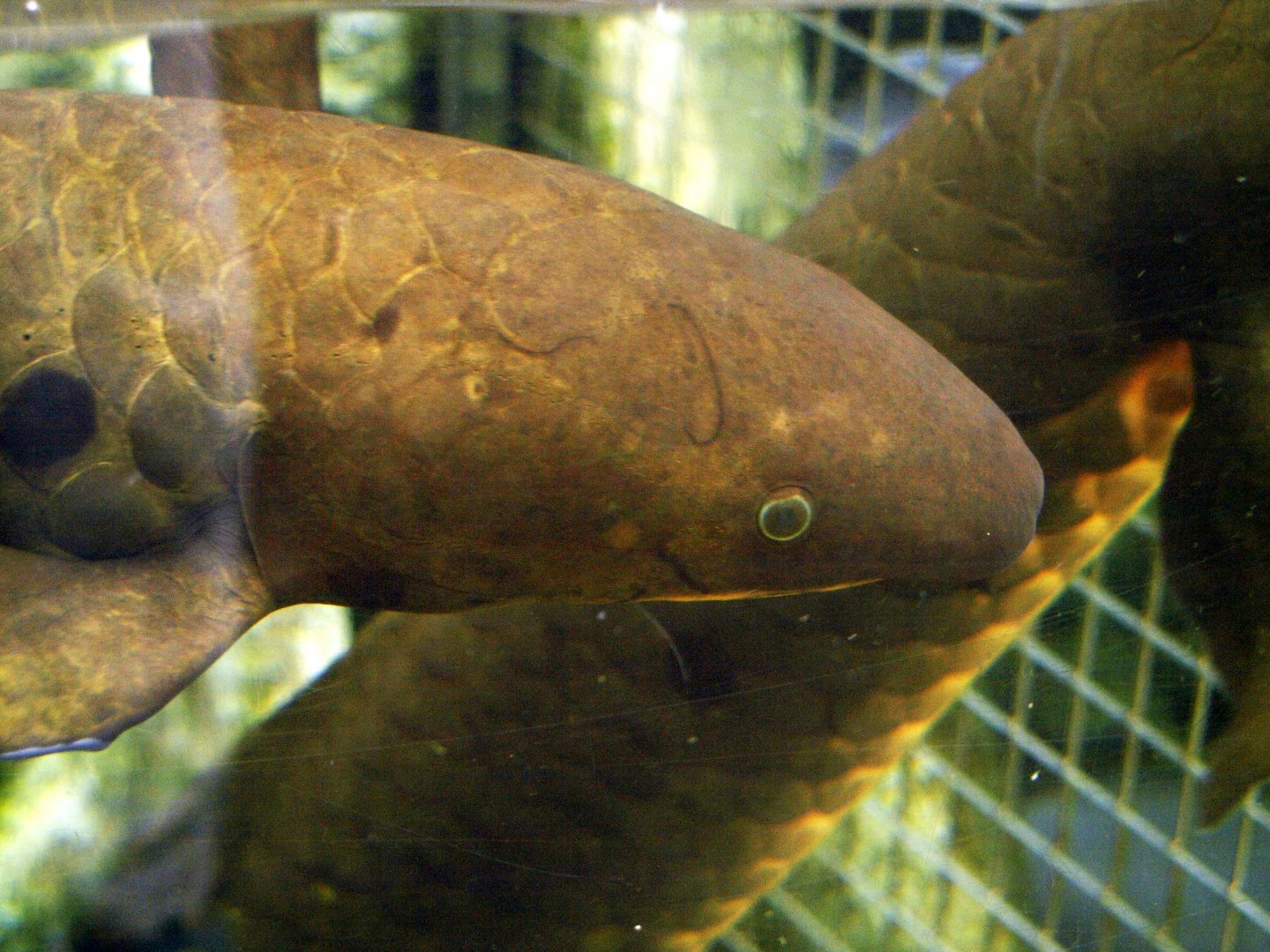 Australian lungfish