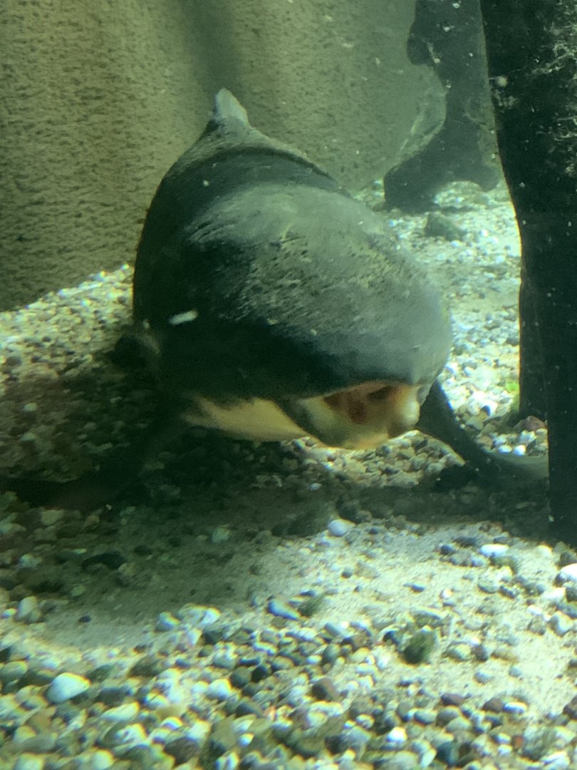 Australian lungfish