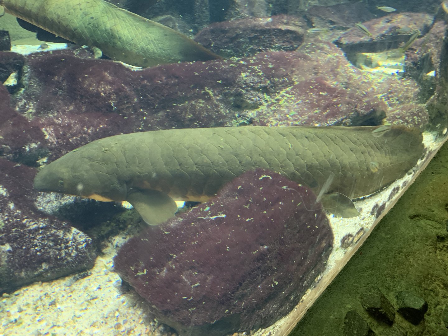 Australian lungfish