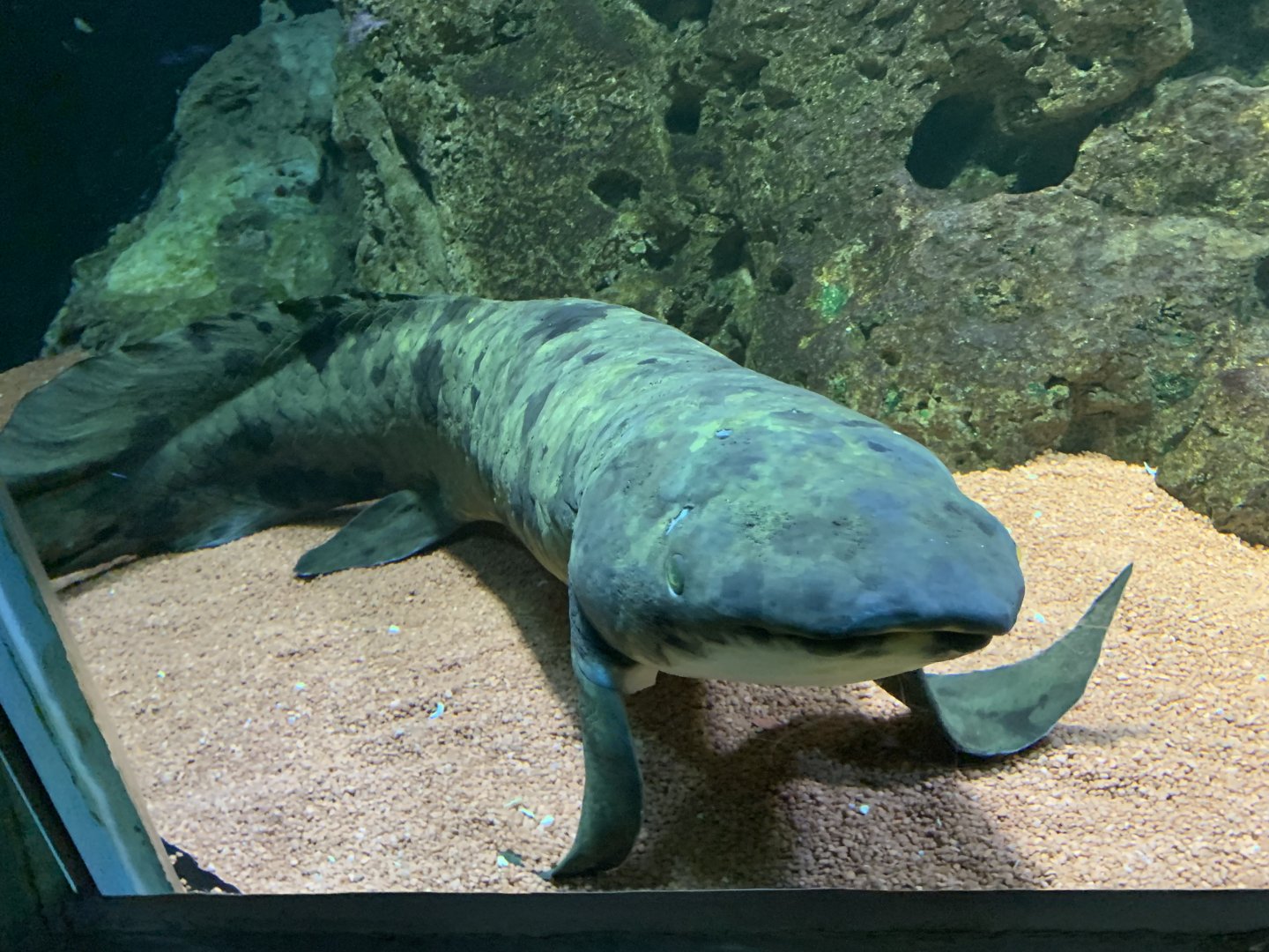 Australian lungfish