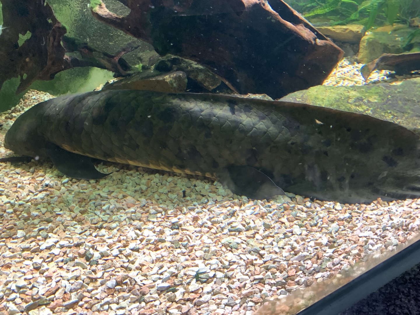 Australian lungfish