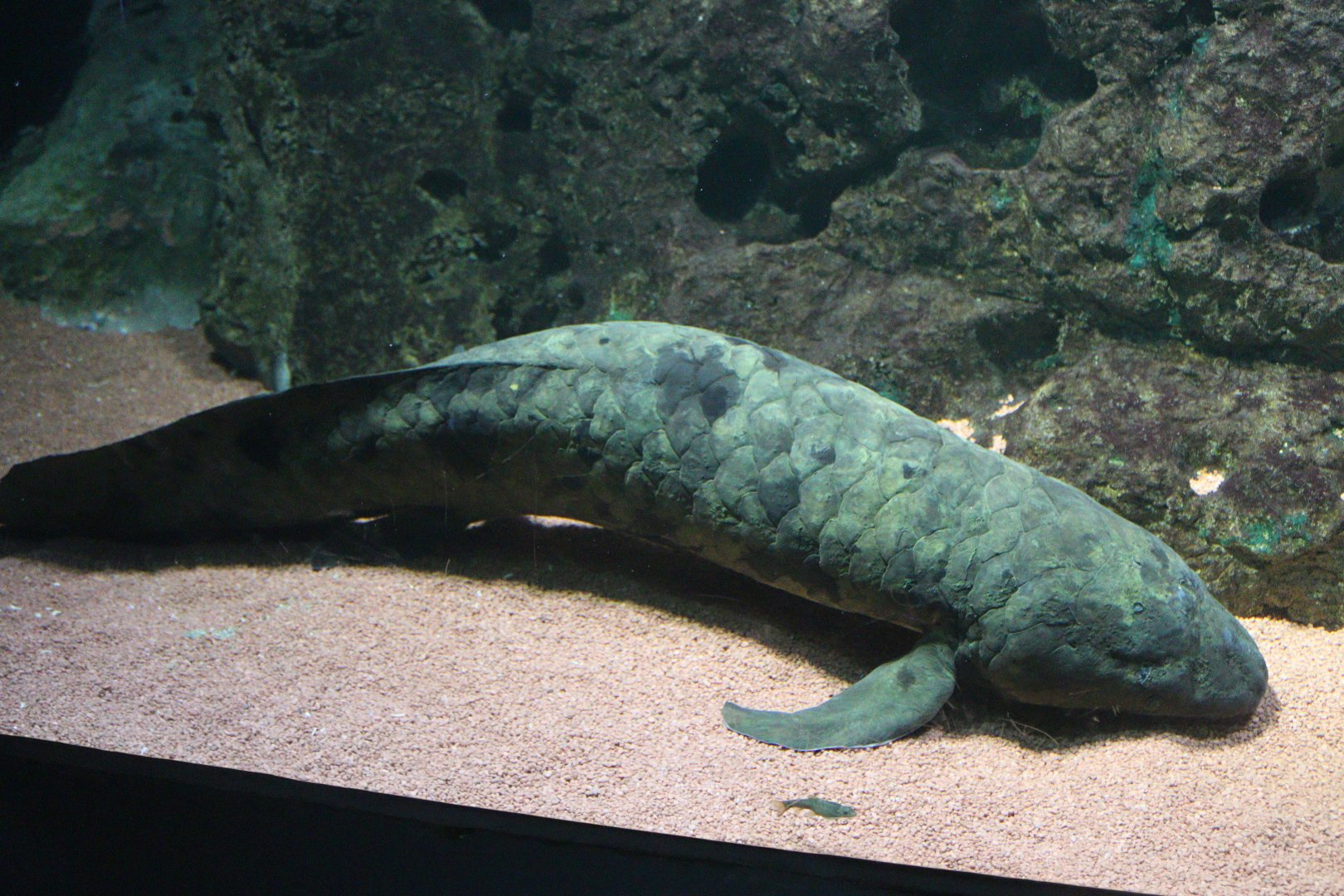 Australian Lungfish