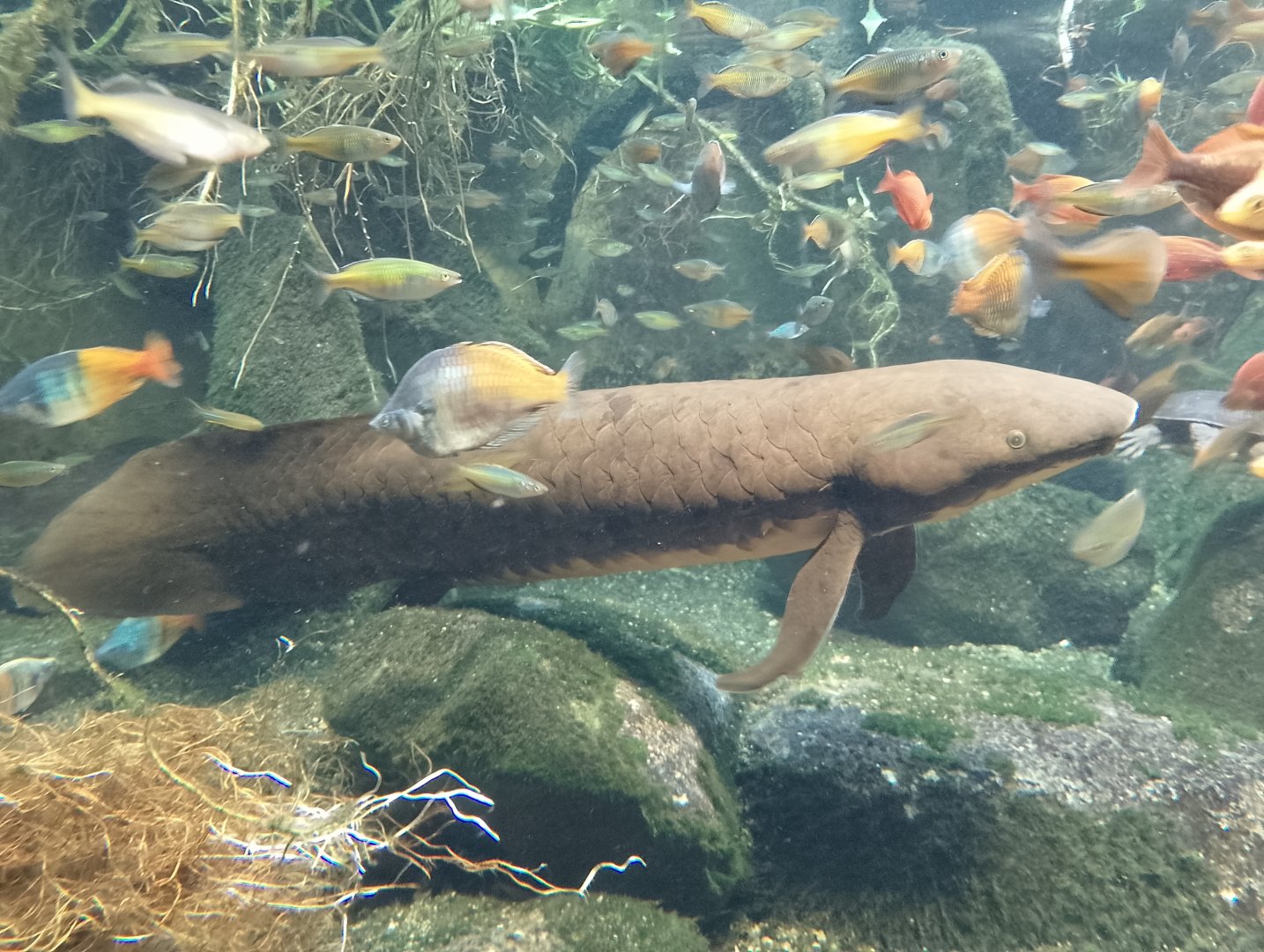 Australian lungfish