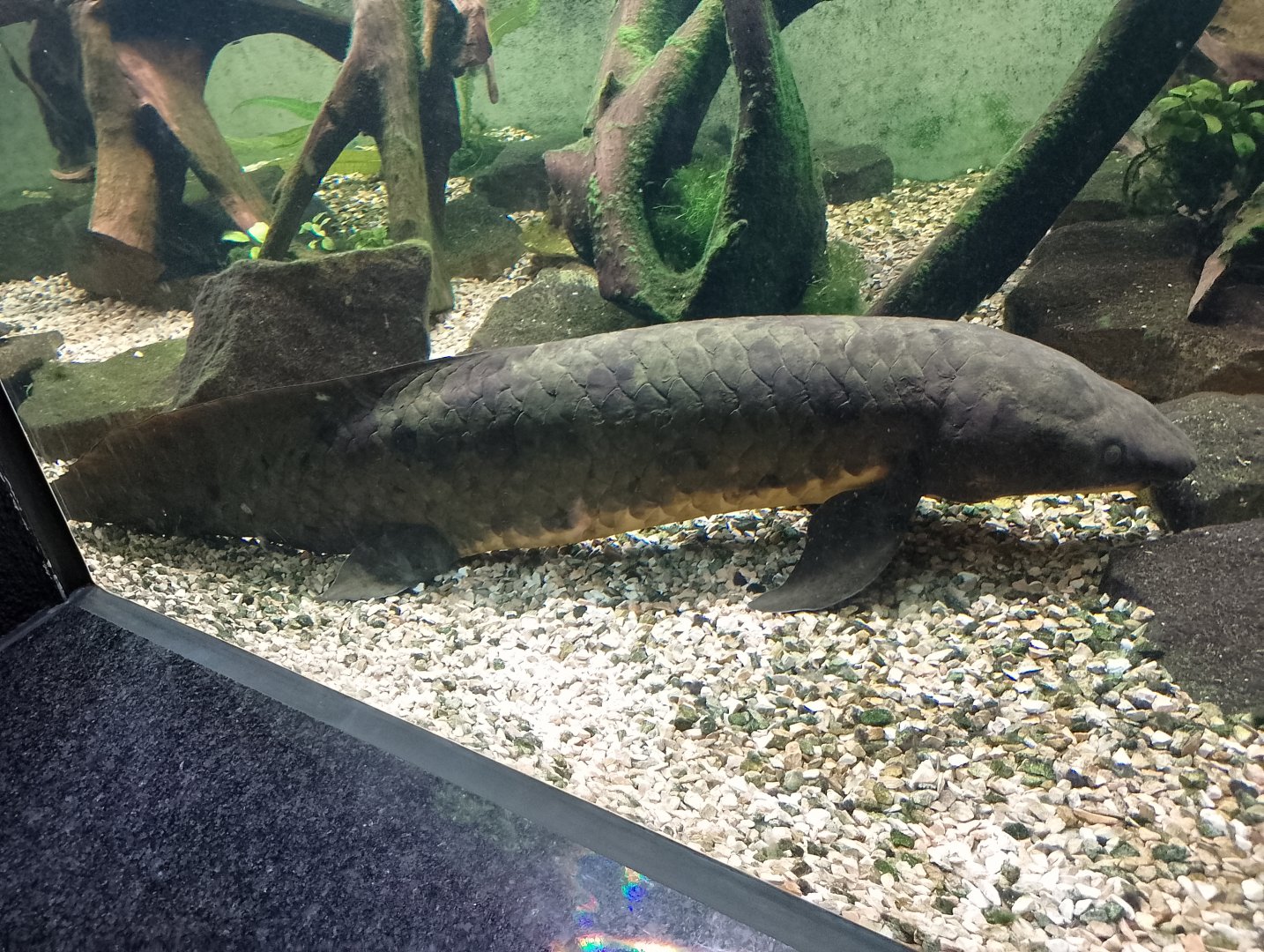 Australian lungfish