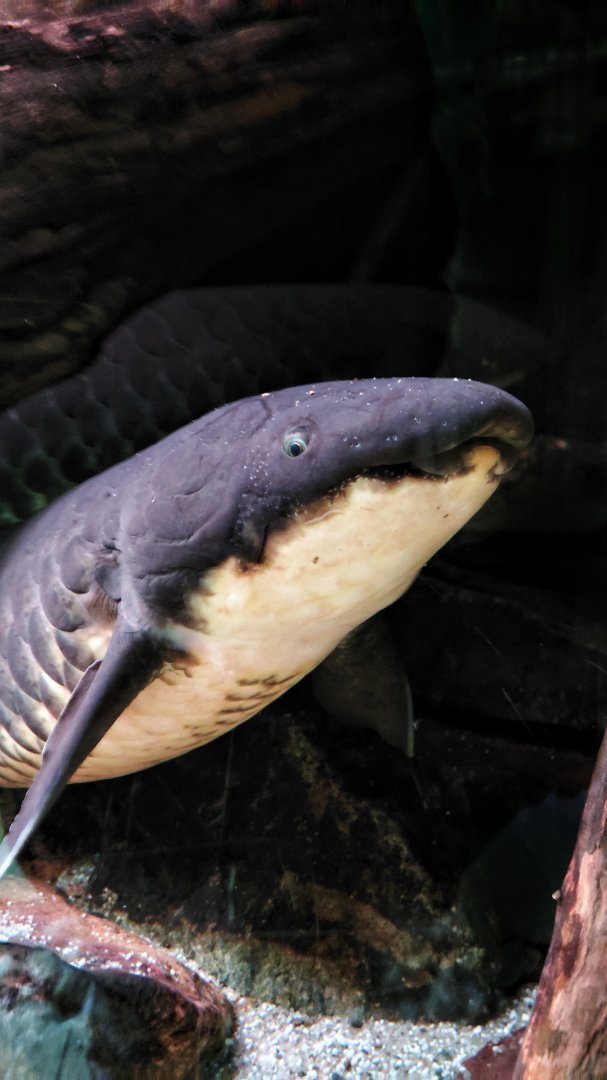 Australian lungfish
