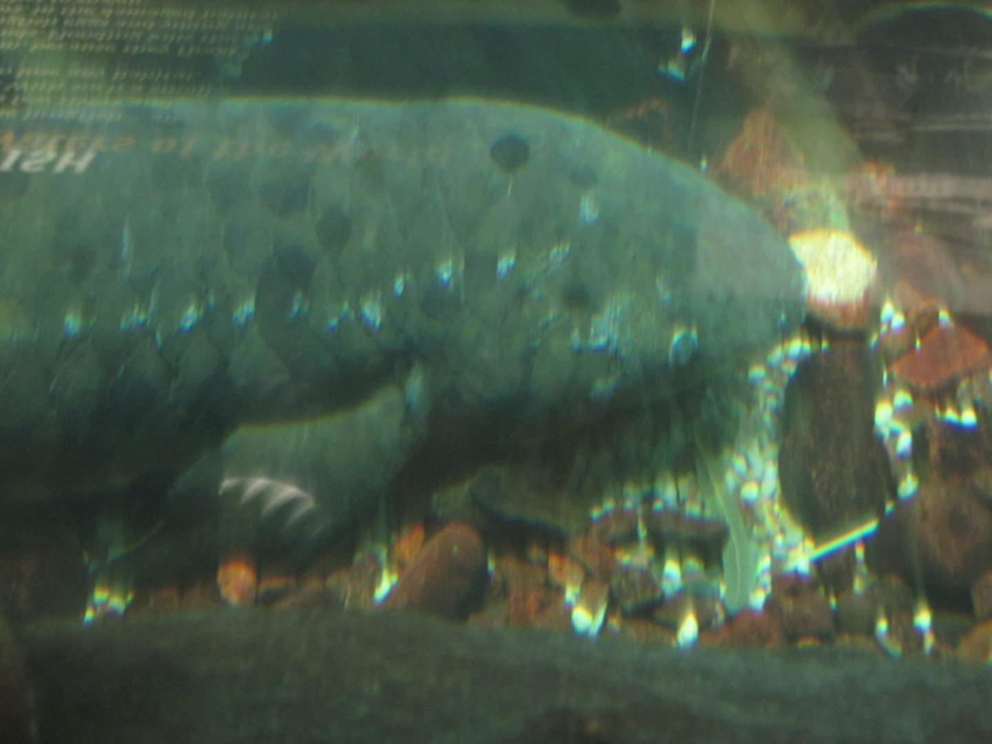 australian lungish Granddad january 2017