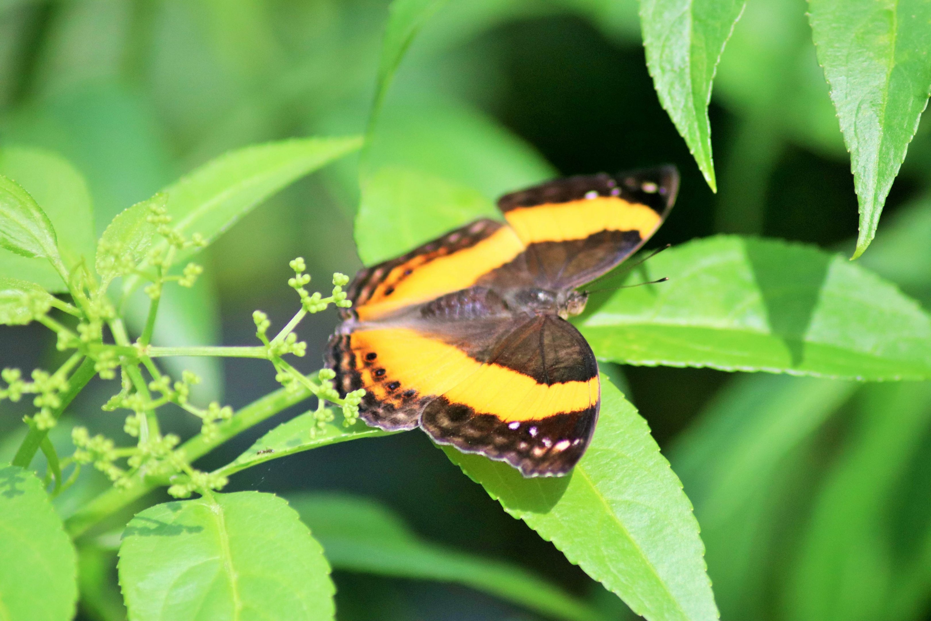 Australian Lurcher (Yoma sabina)