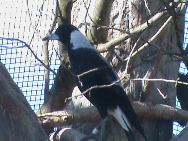 australian magpie 140911
