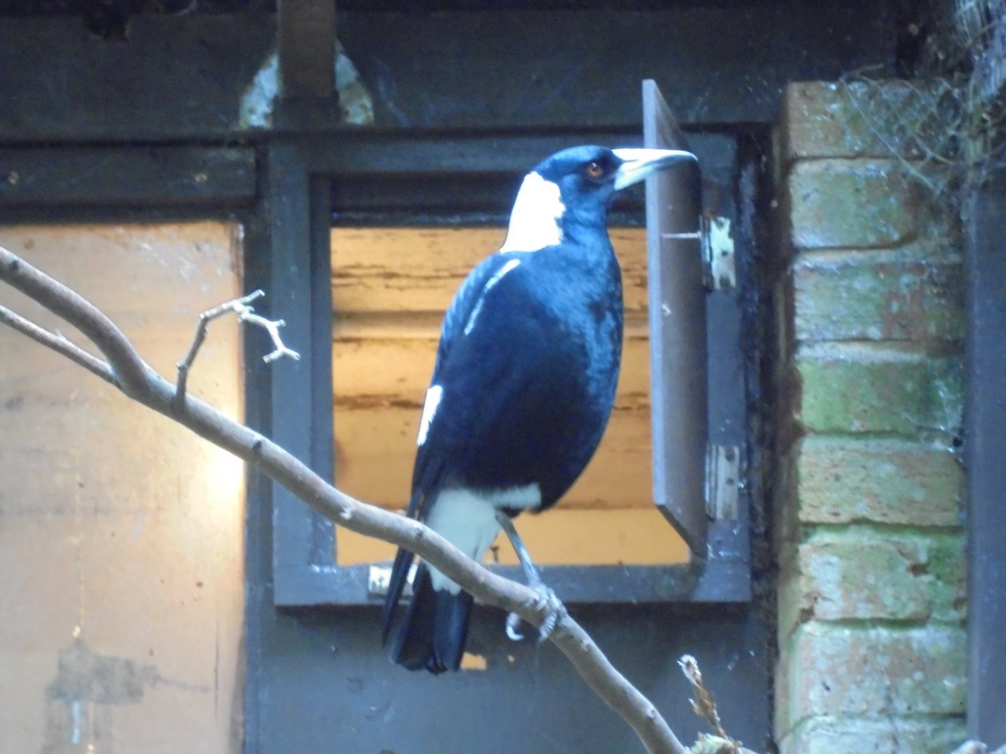 Australian Magpie 2017