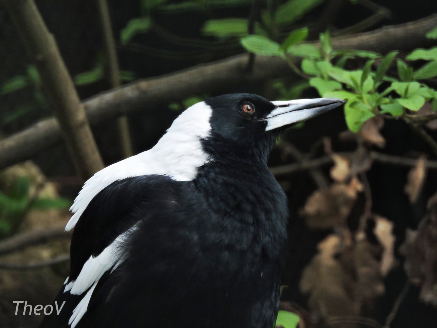 Australian magpie [2017]