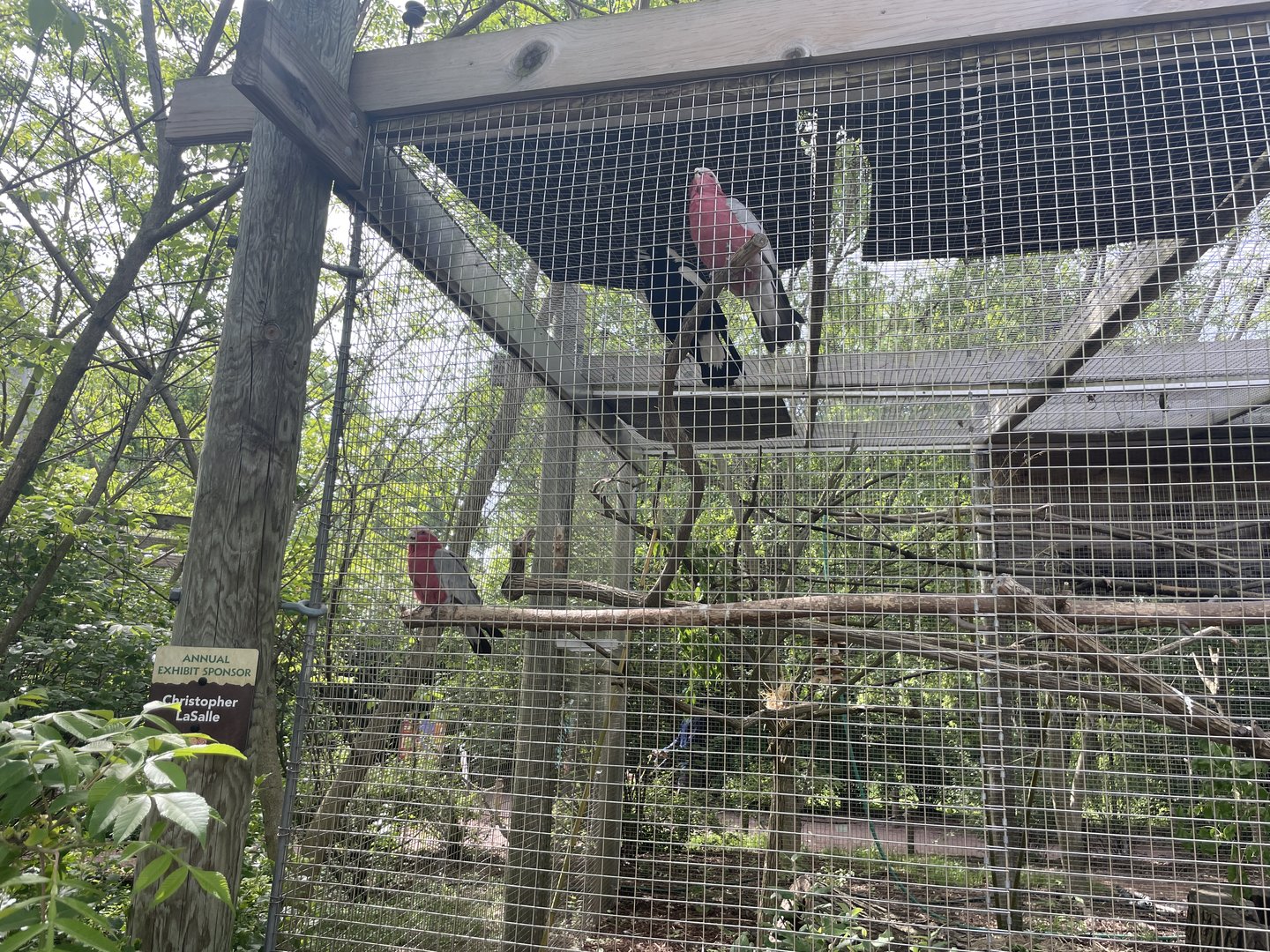 Australian magpie and Galahs