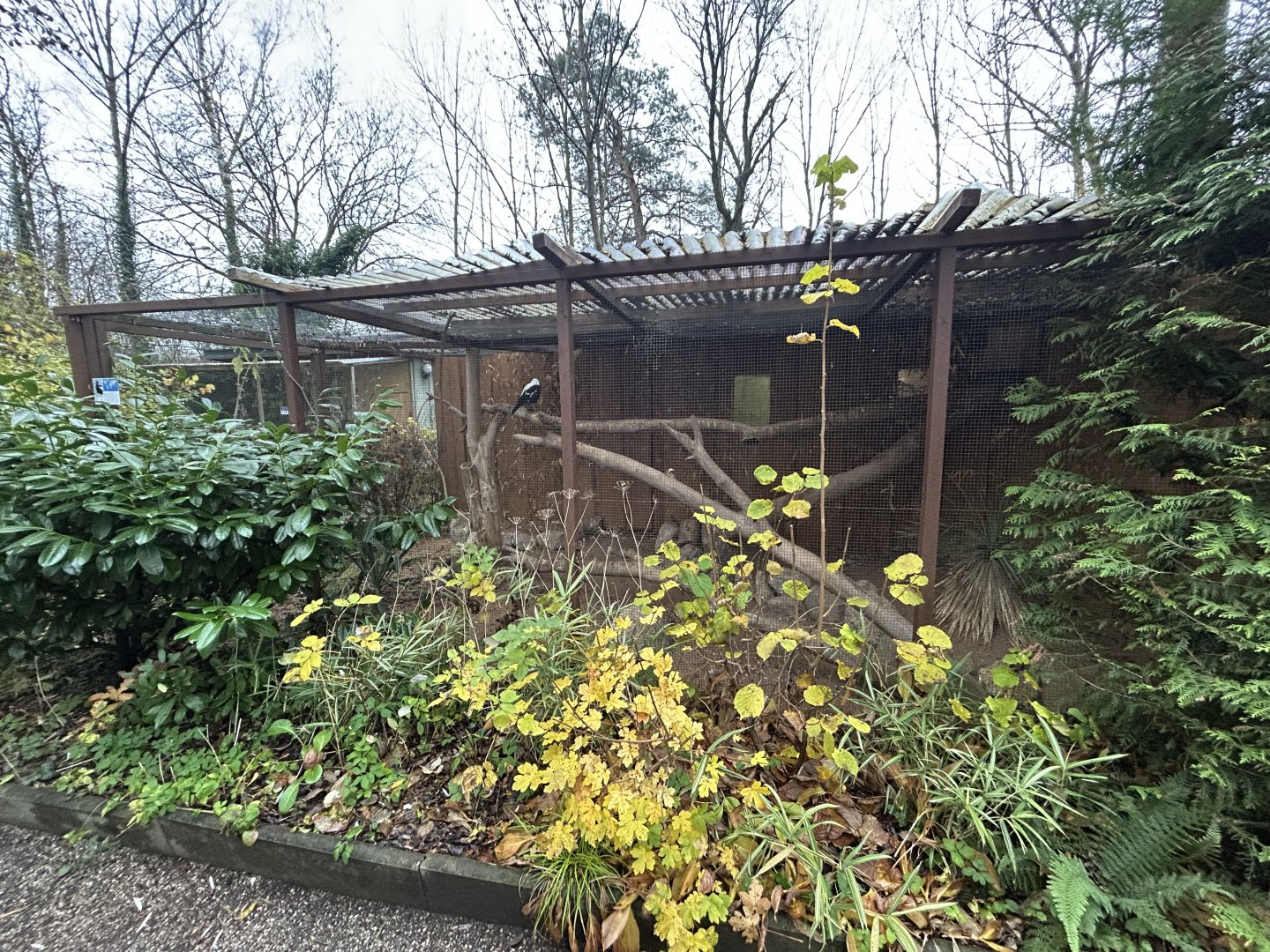 Australian Magpie Aviary