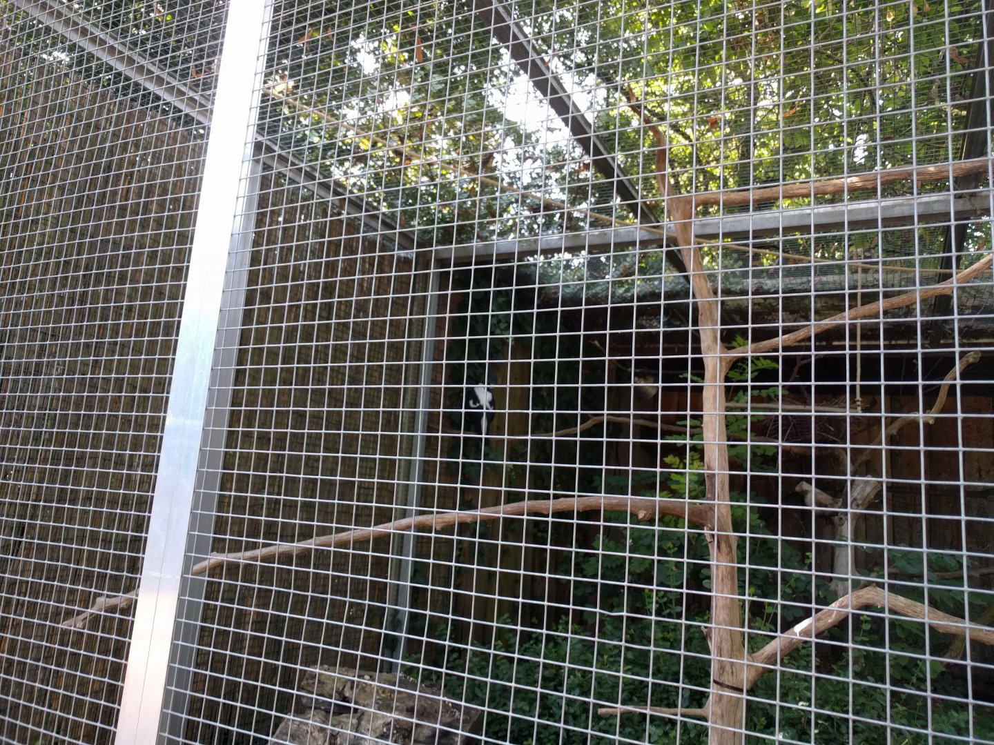 Australian Magpie Enclosure
