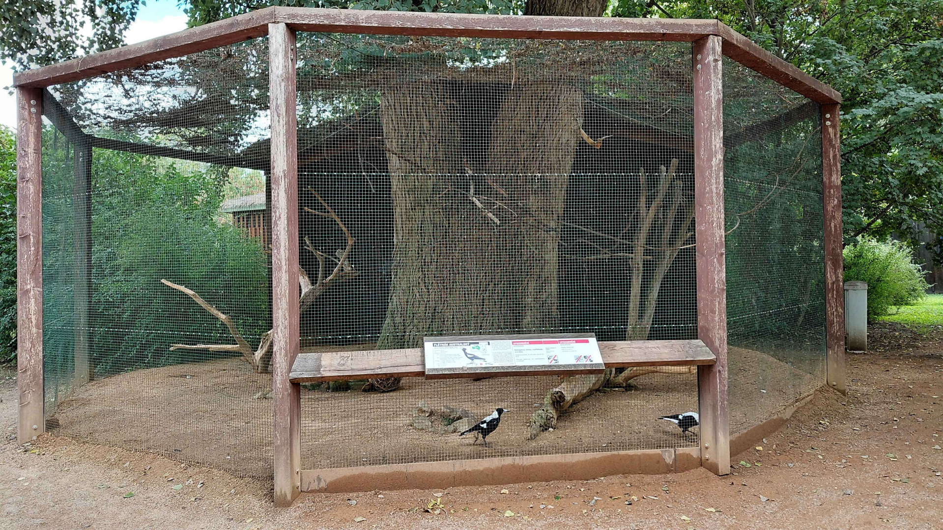 Australian magpie exhibit