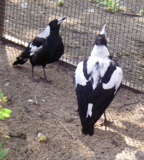 Australian Magpie (Gymnorhina tibicen)