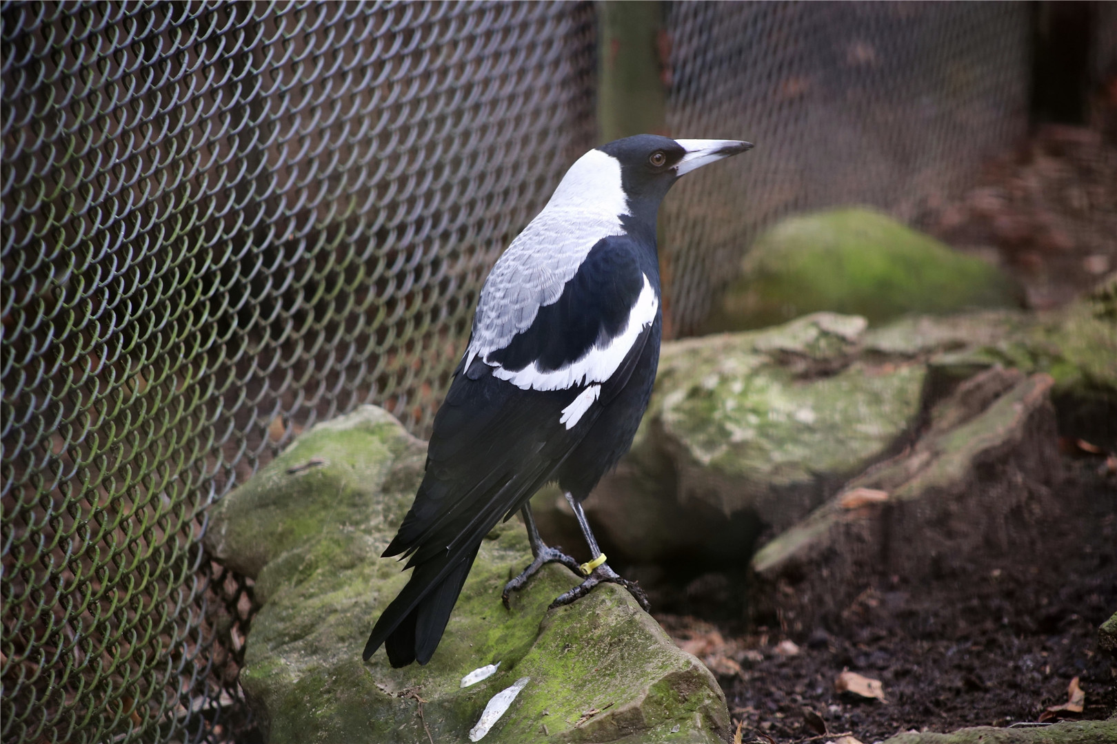 Australian magpie (Gymnorhina tibicen)