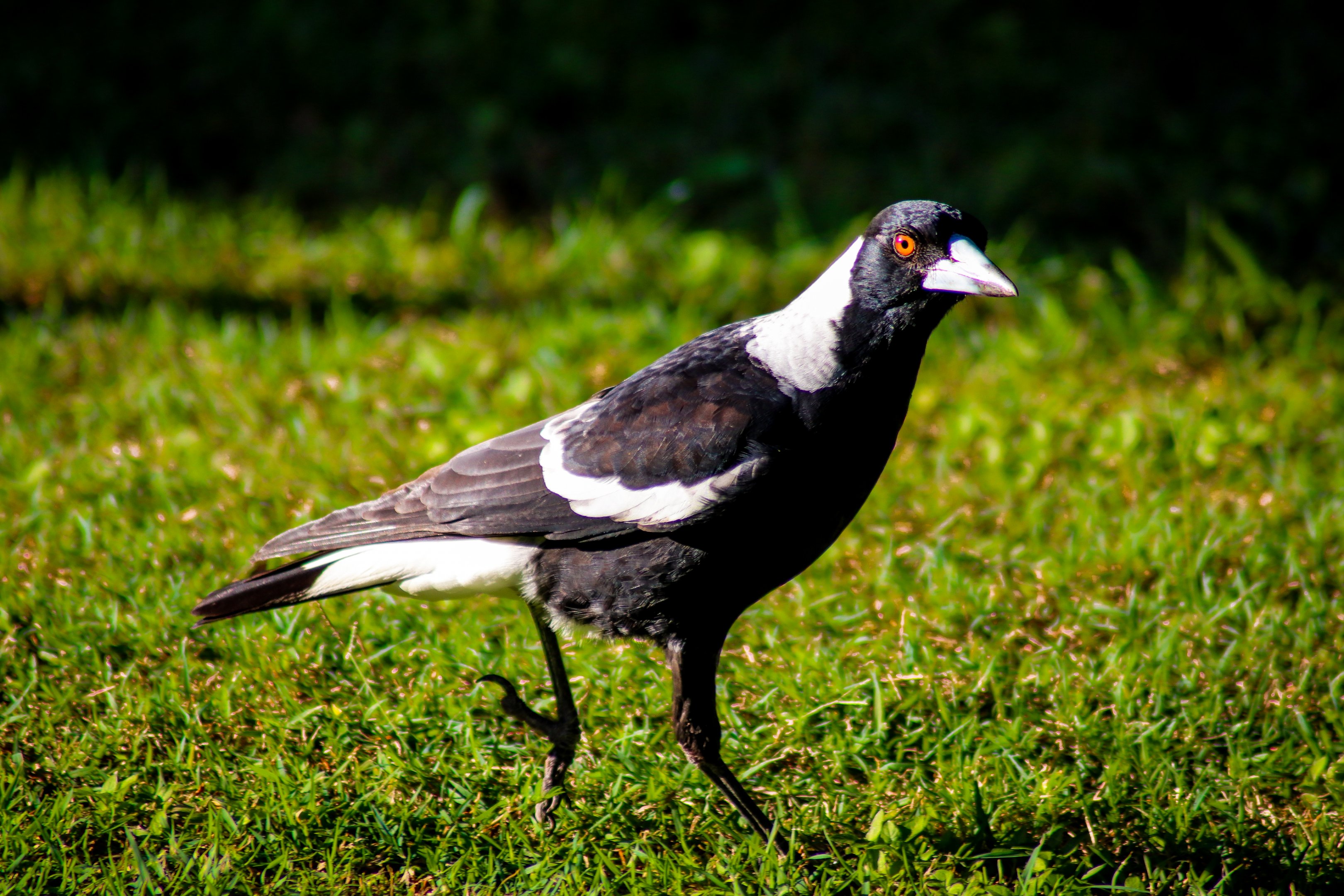 Australian Magpie (Gymnorhina tibicen)