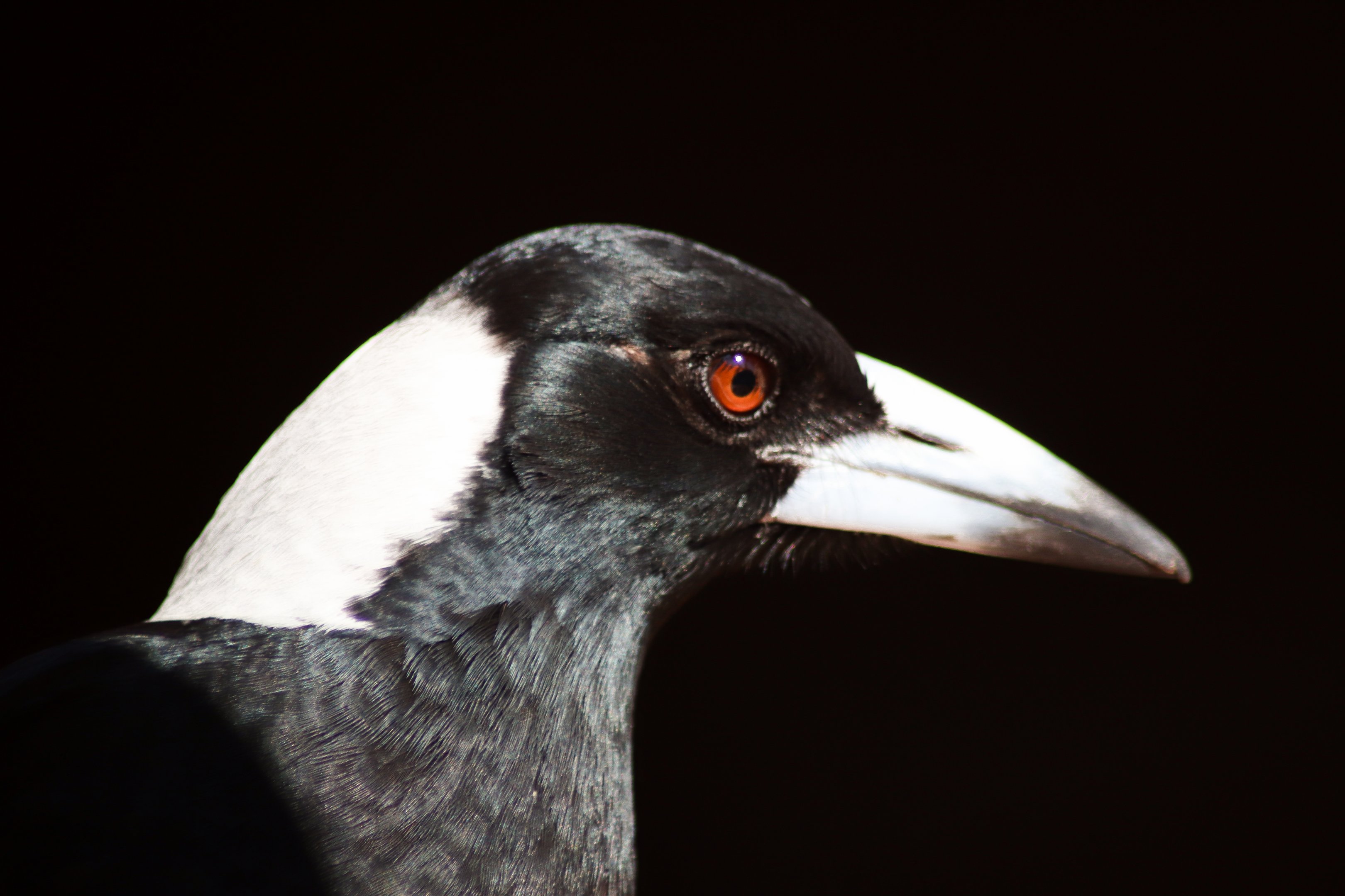 Australian Magpie (Gymnorhina tibicen)
