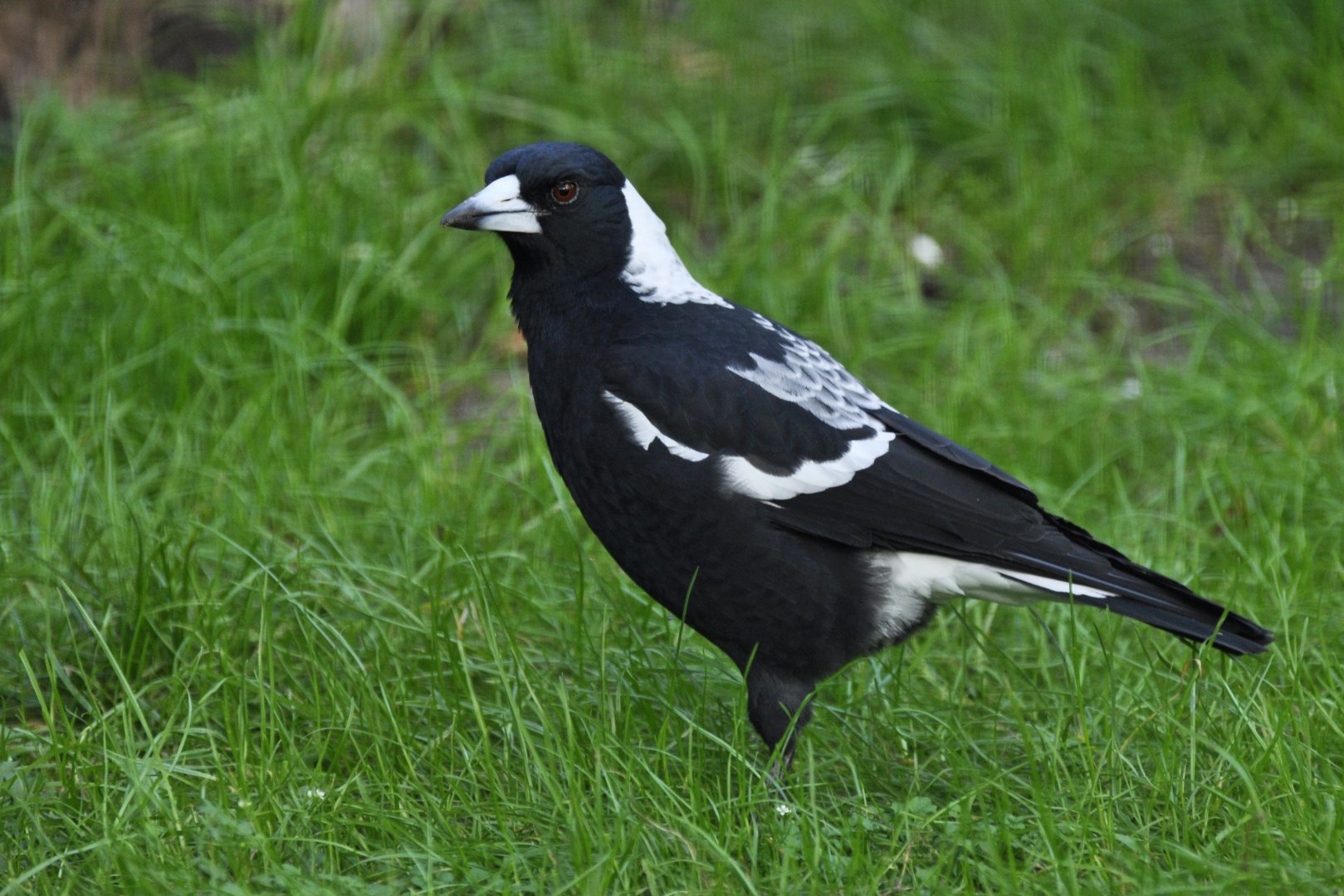 Australian magpie (Gymnorhina tibicen)