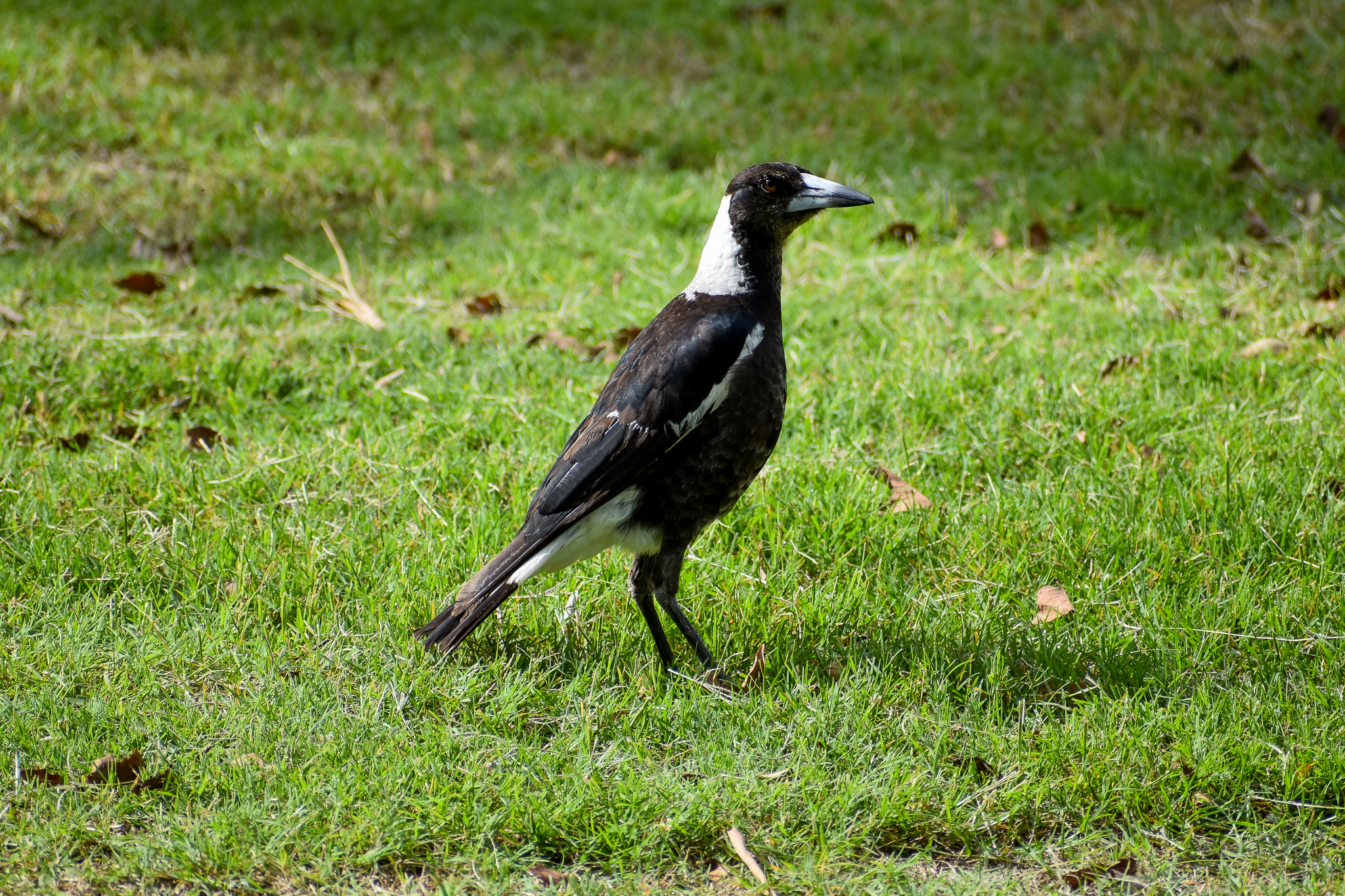 Australian Magpie (Gymnorhina tibicen)