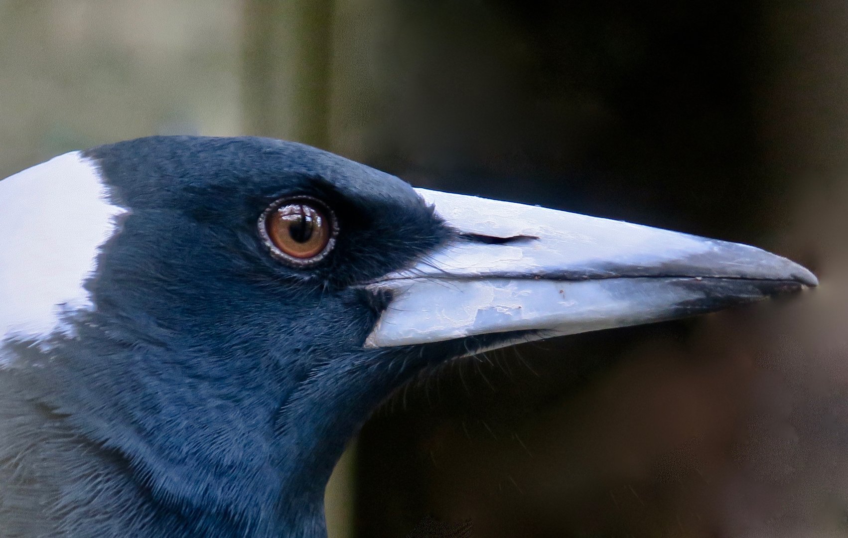 Australian Magpie (Gymnorhina tibicen)