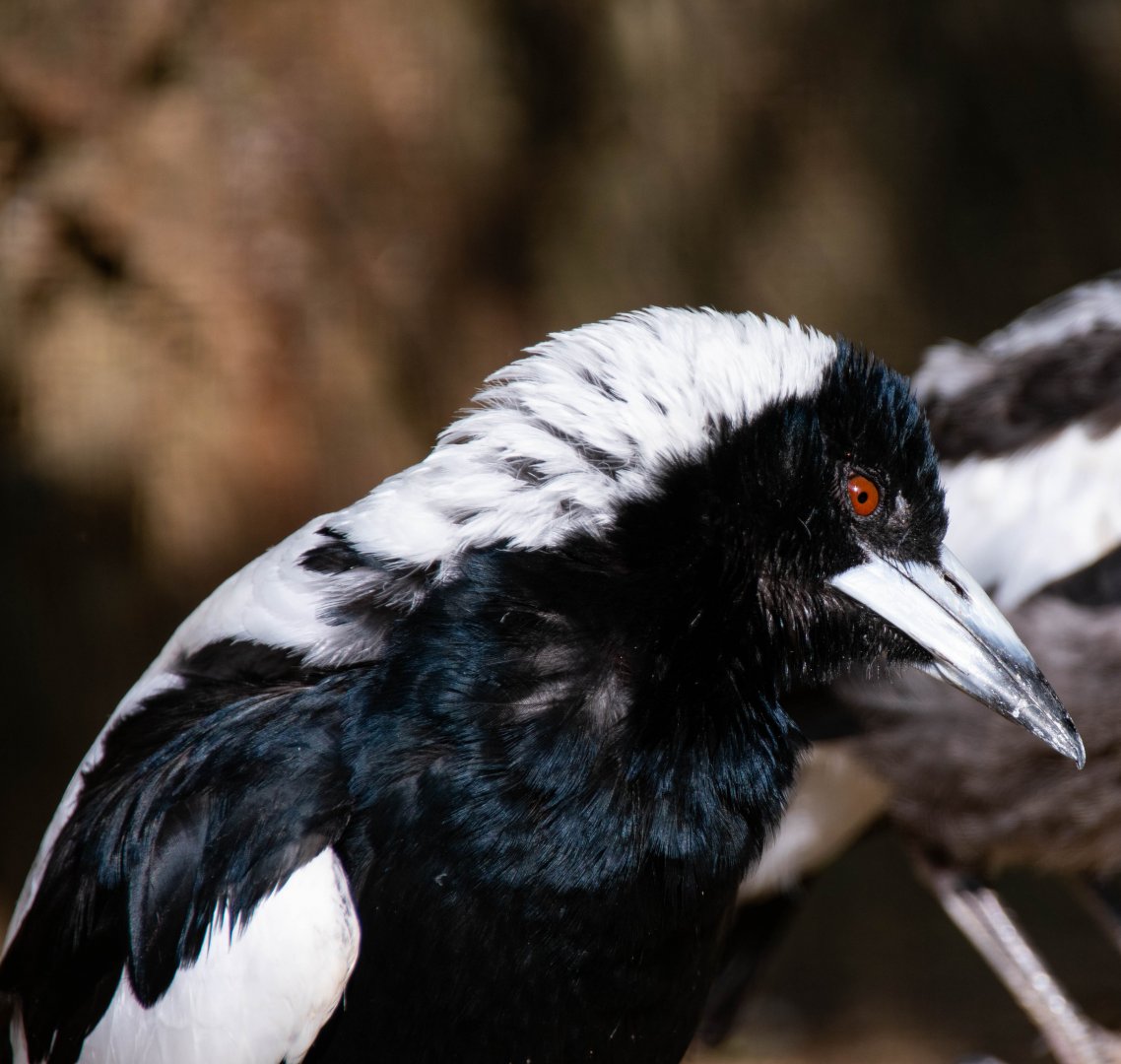 Australian magpie (Gymnorhina tibicen)