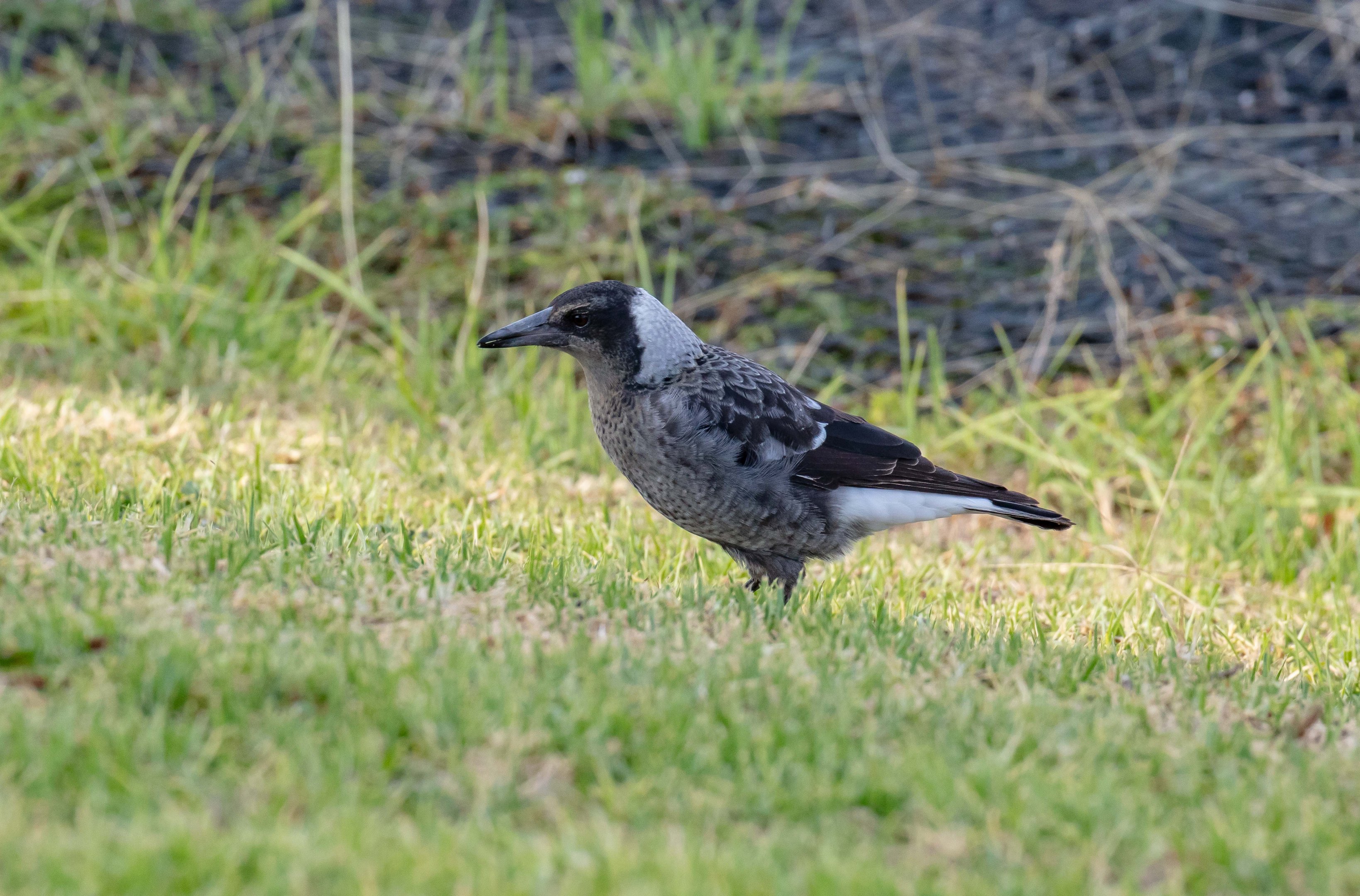 Australian Magpie juvenile