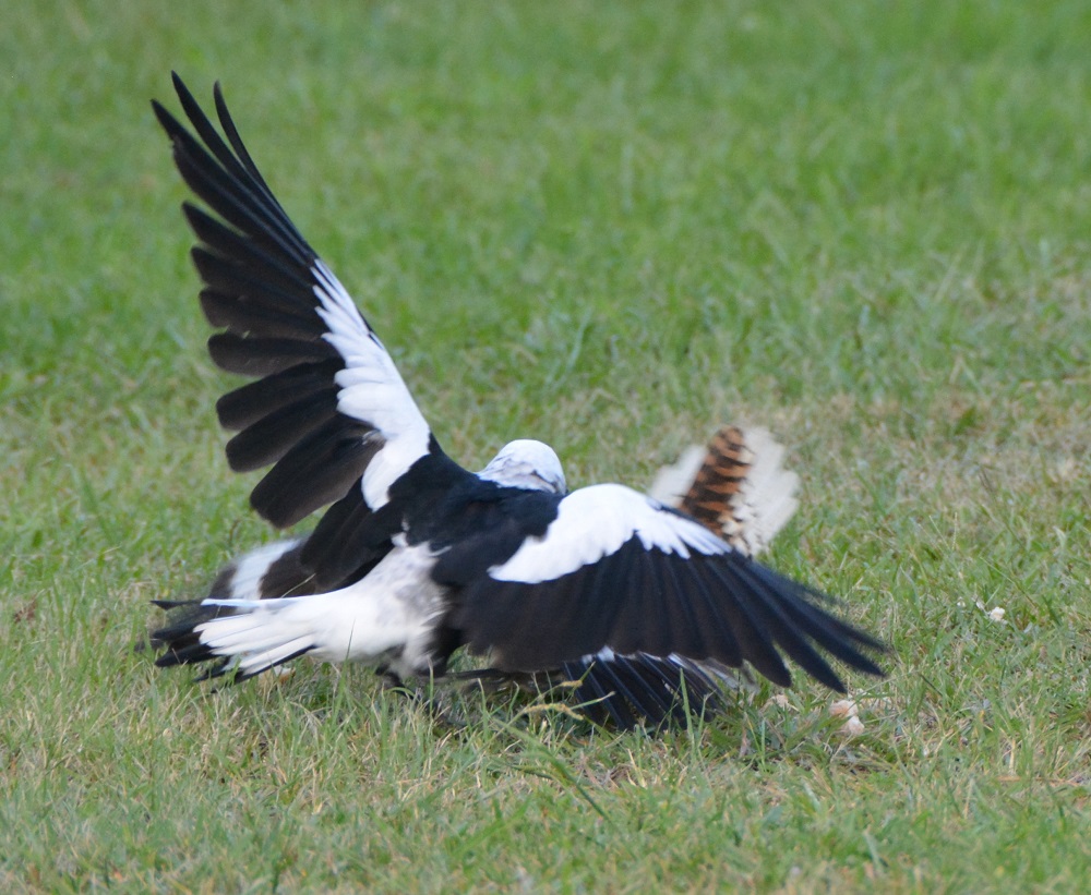Australian magpie & Kookaburra tussle.
