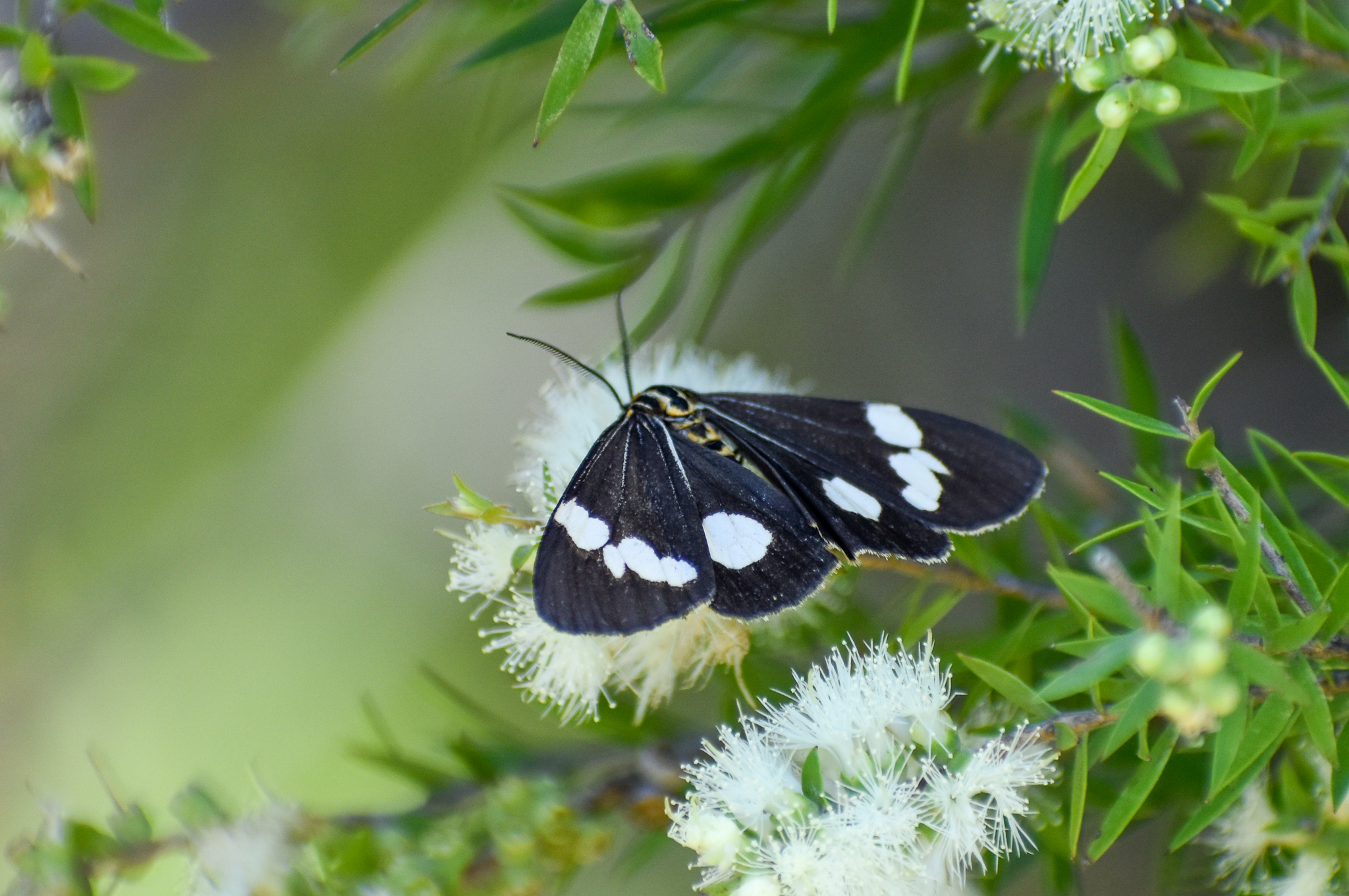 Australian Magpie Moth (Nyctemera amicus)