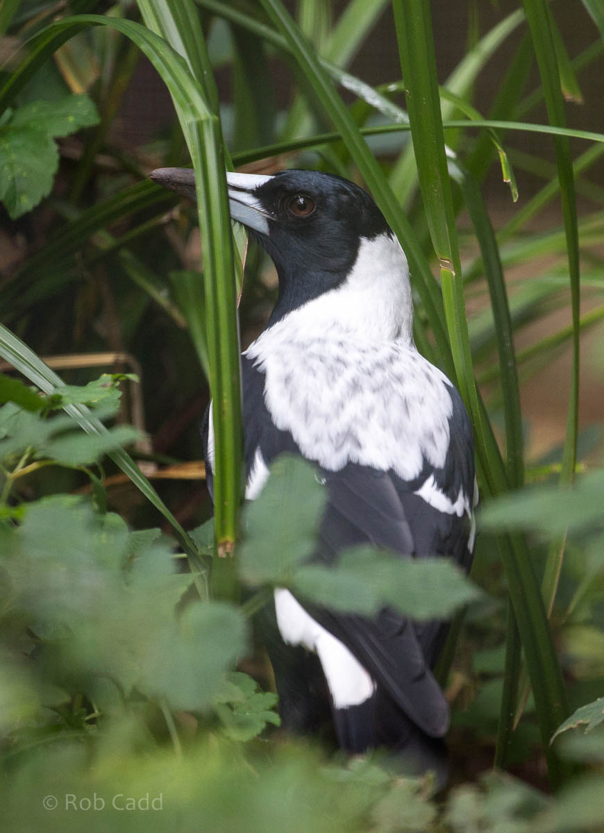 Australian magpie : Paignton : 23 Sep 2015