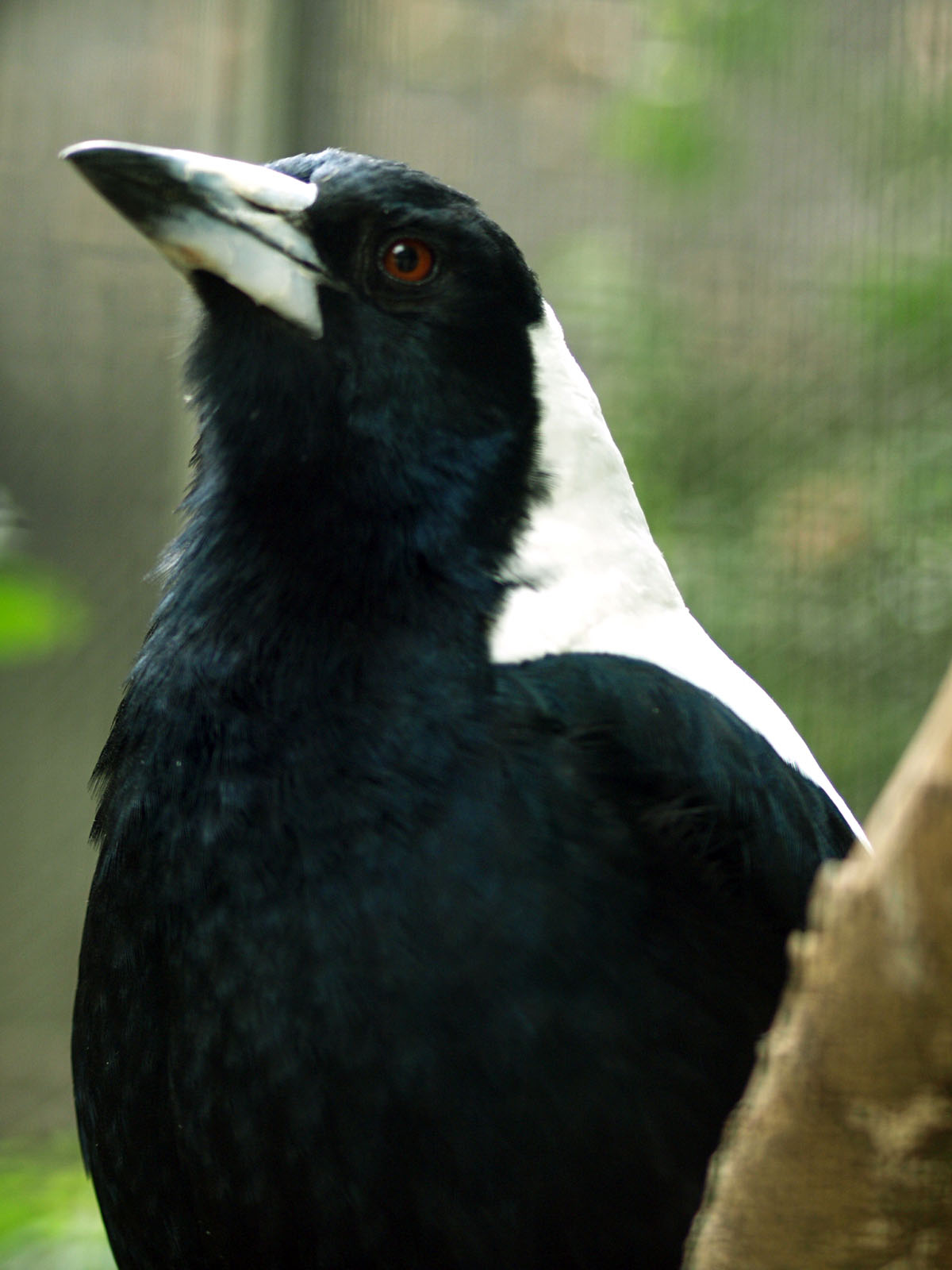 Australian magpie