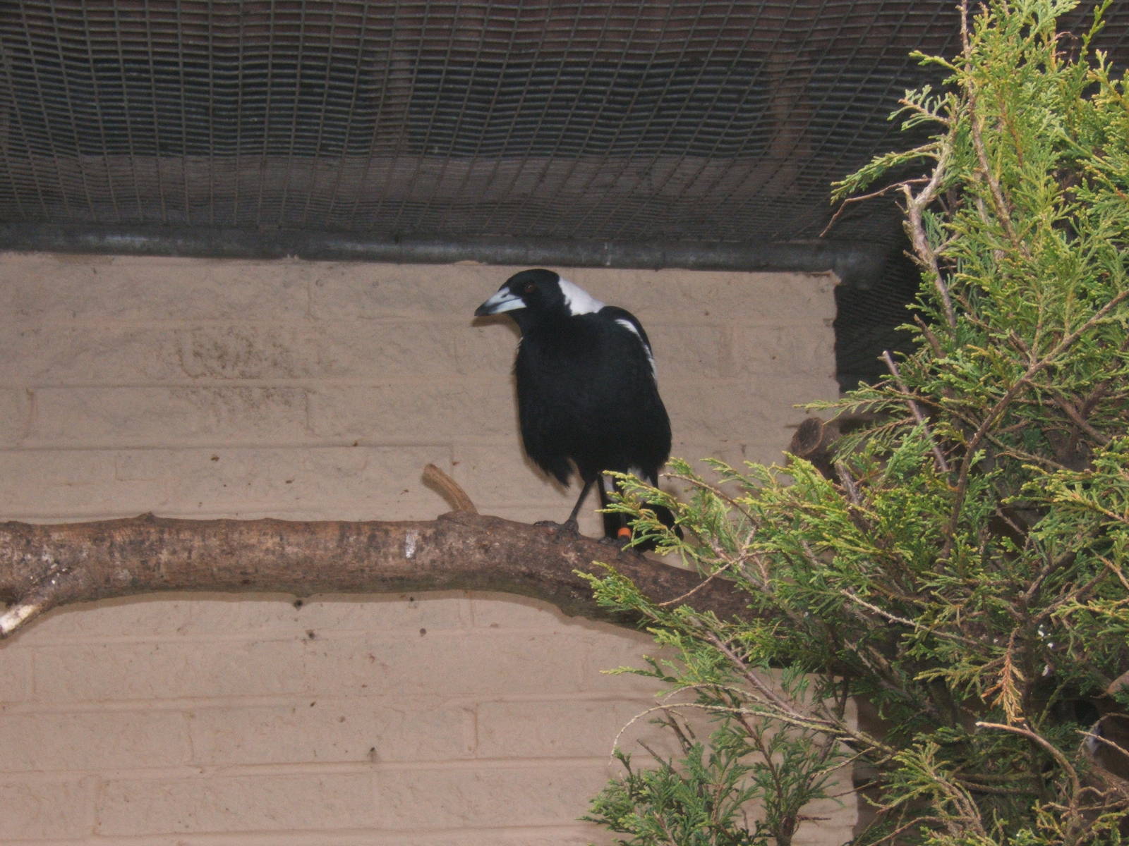 Australian Magpie