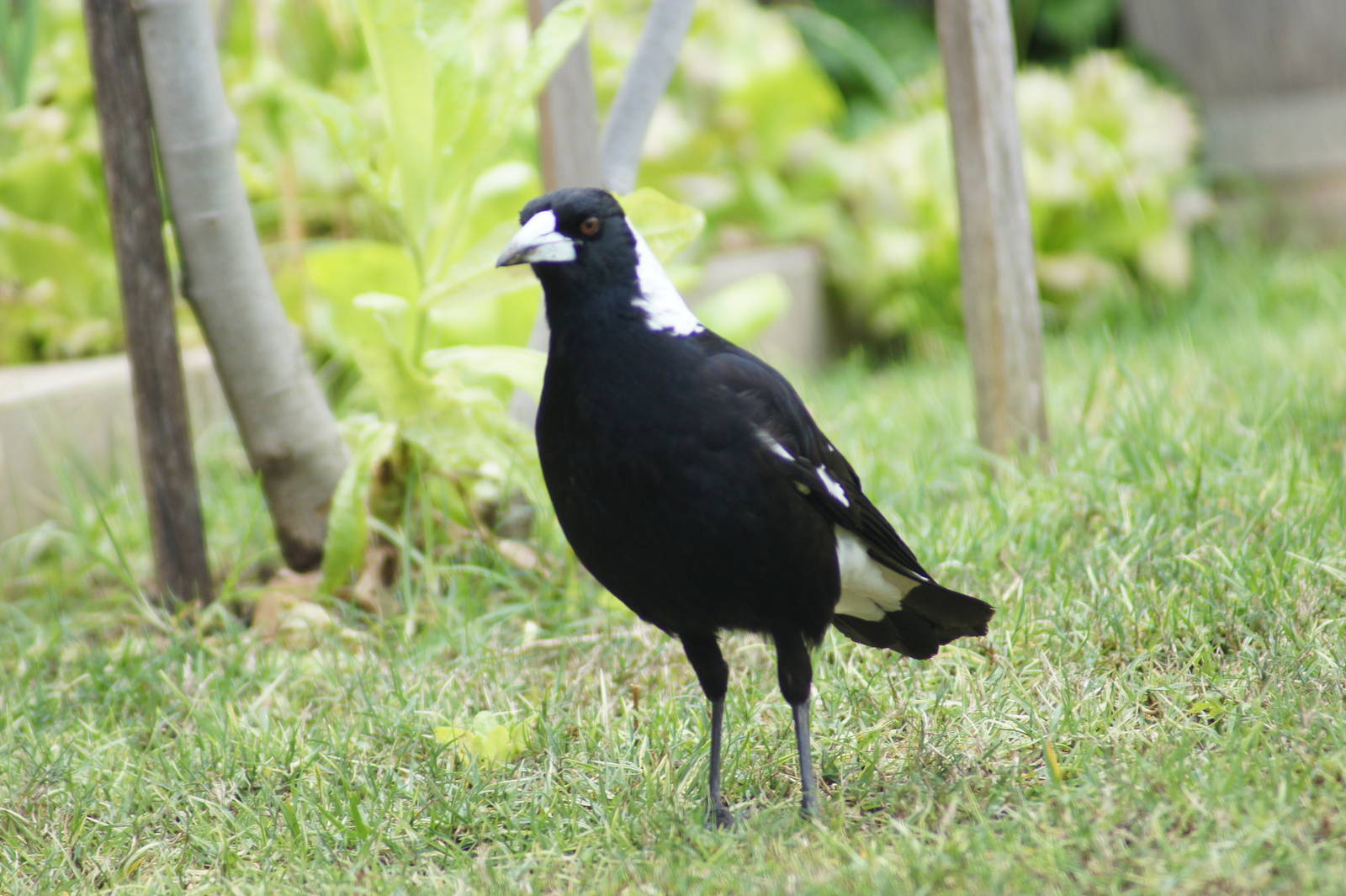 Australian magpie