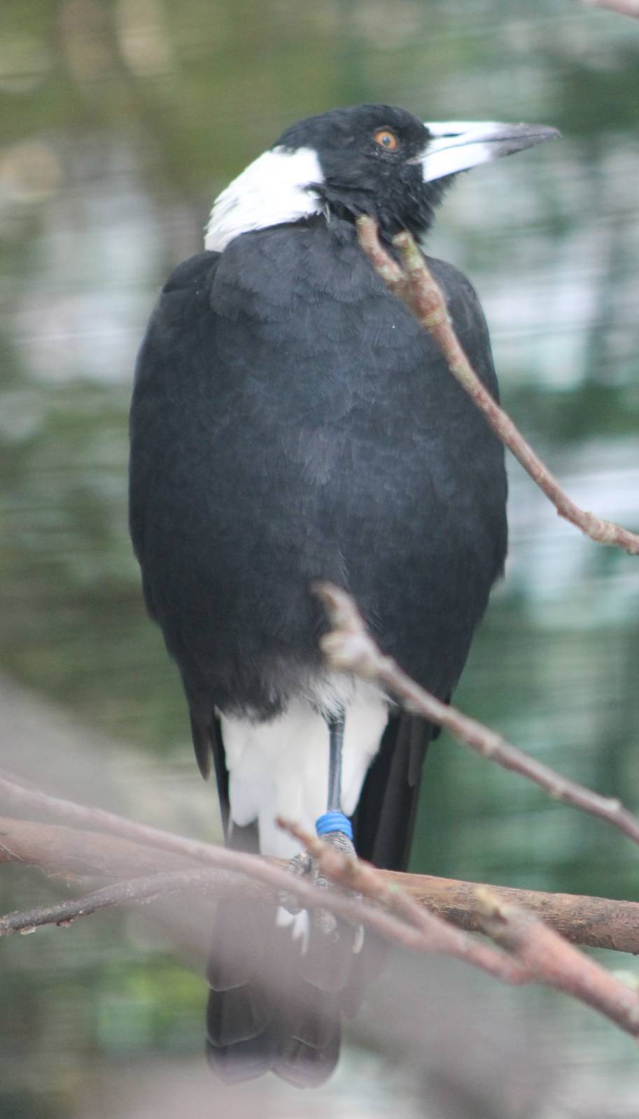 Australian magpie