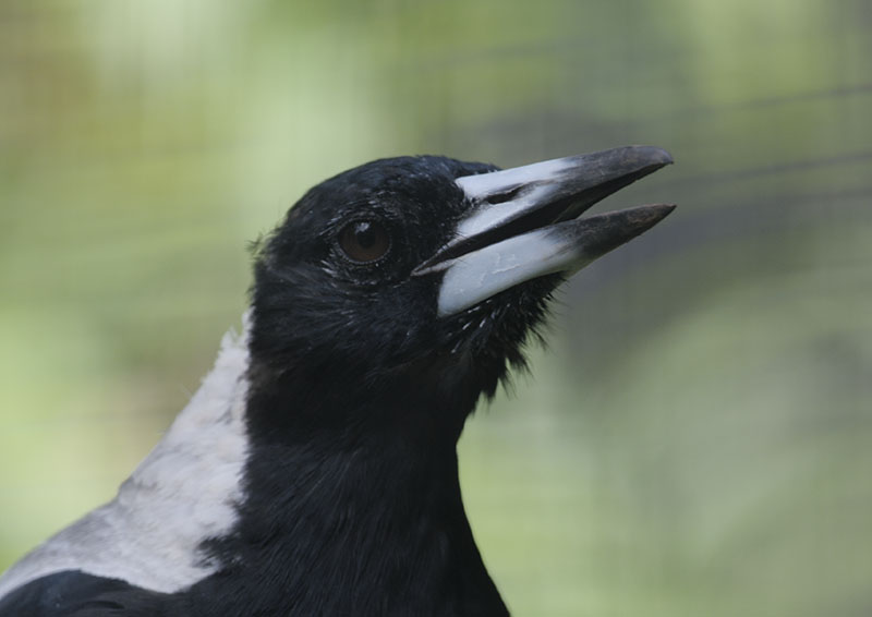 Australian magpie